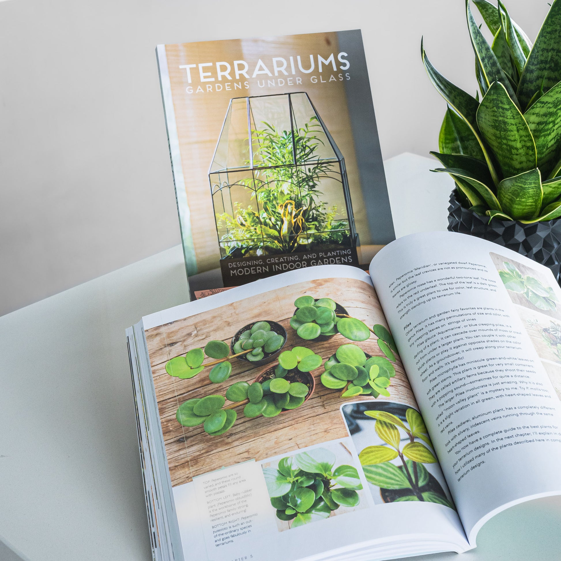 Terrariums: Gardens Under Glass | The Plant Boys