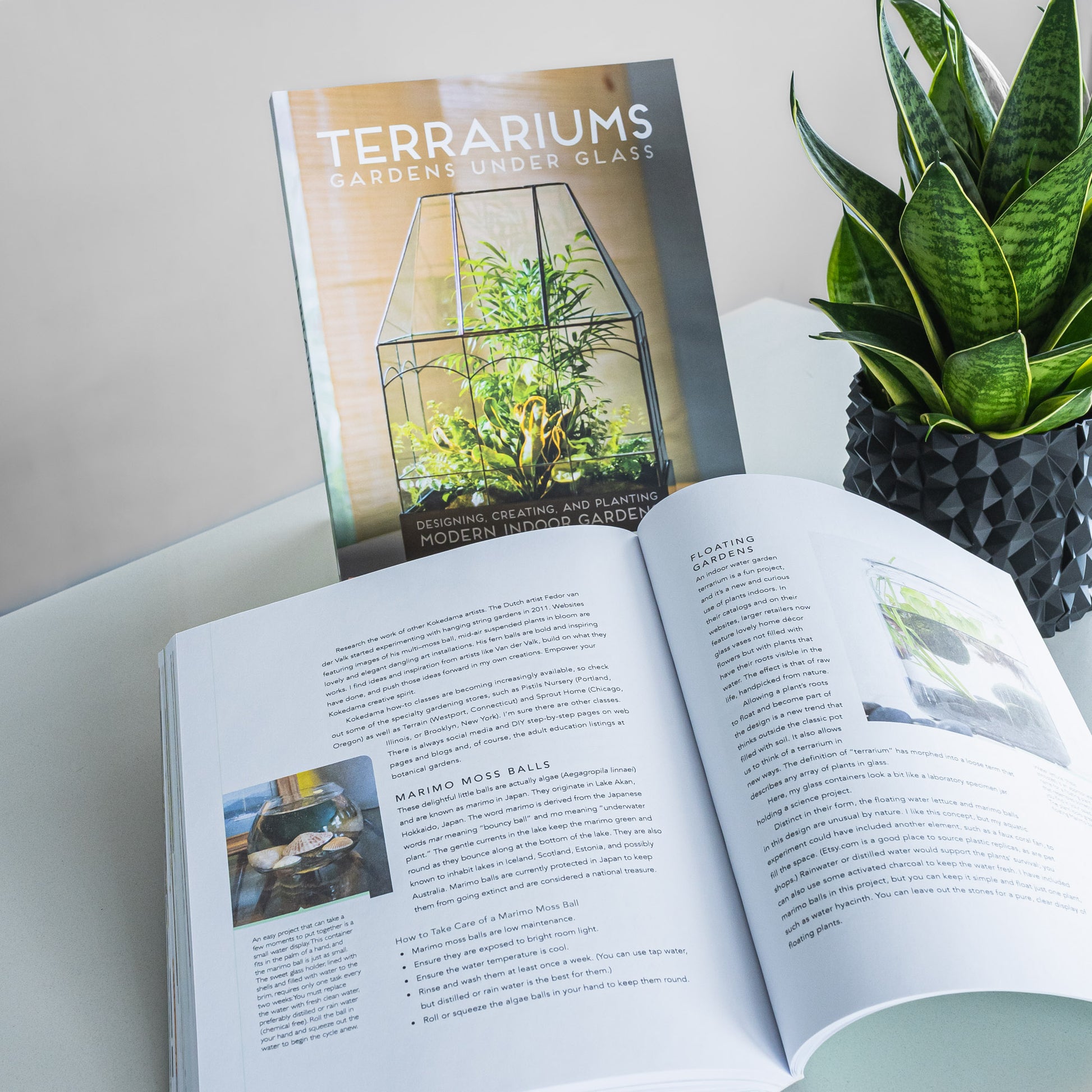Terrariums: Gardens Under Glass | The Plant Boys