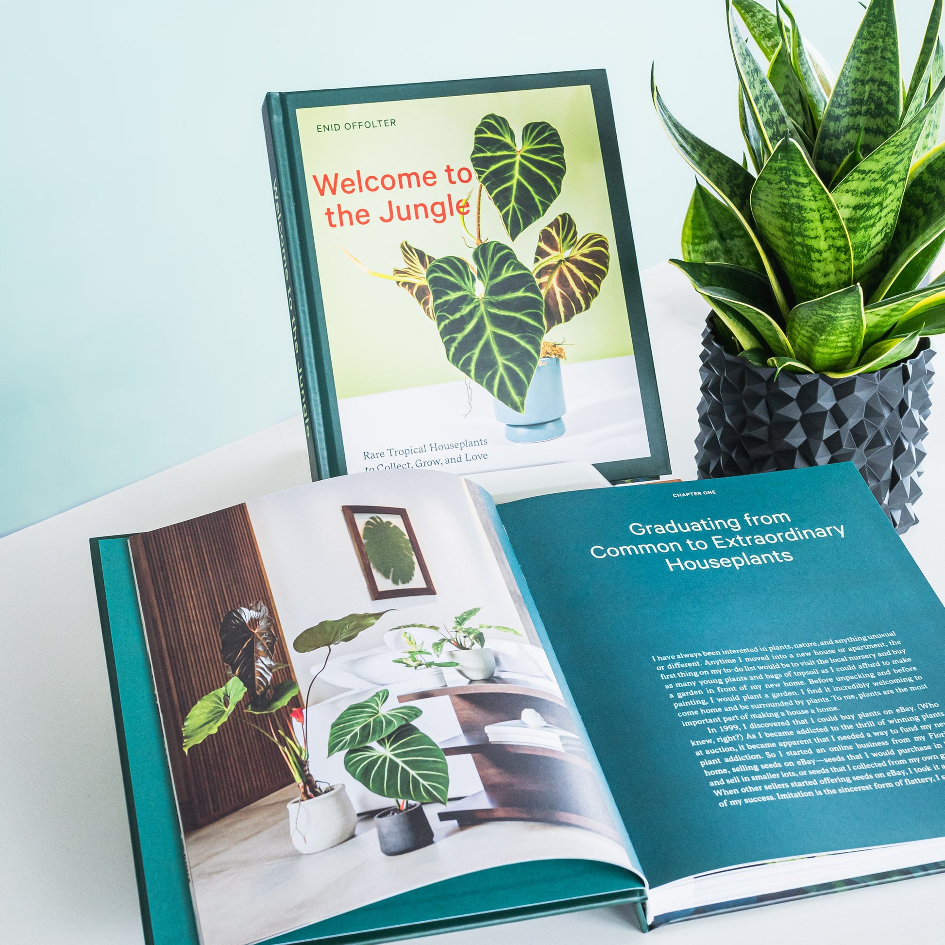 Welcome to the Jungle | The Plant Boys