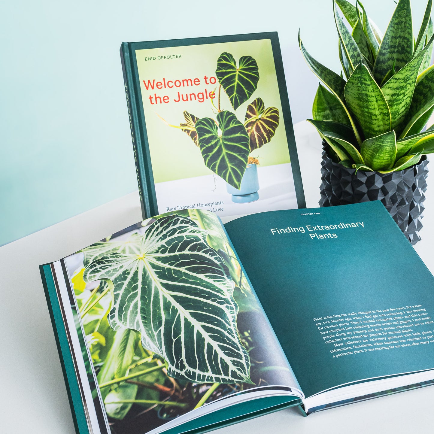 Welcome to the Jungle | The Plant Boys