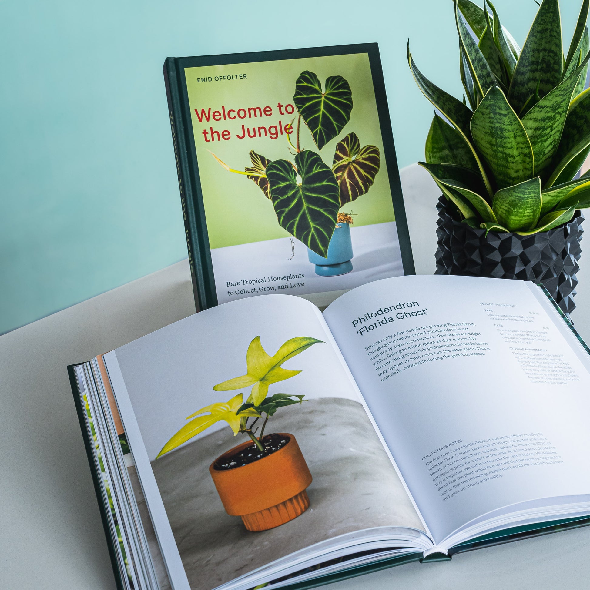 Welcome to the Jungle | The Plant Boys