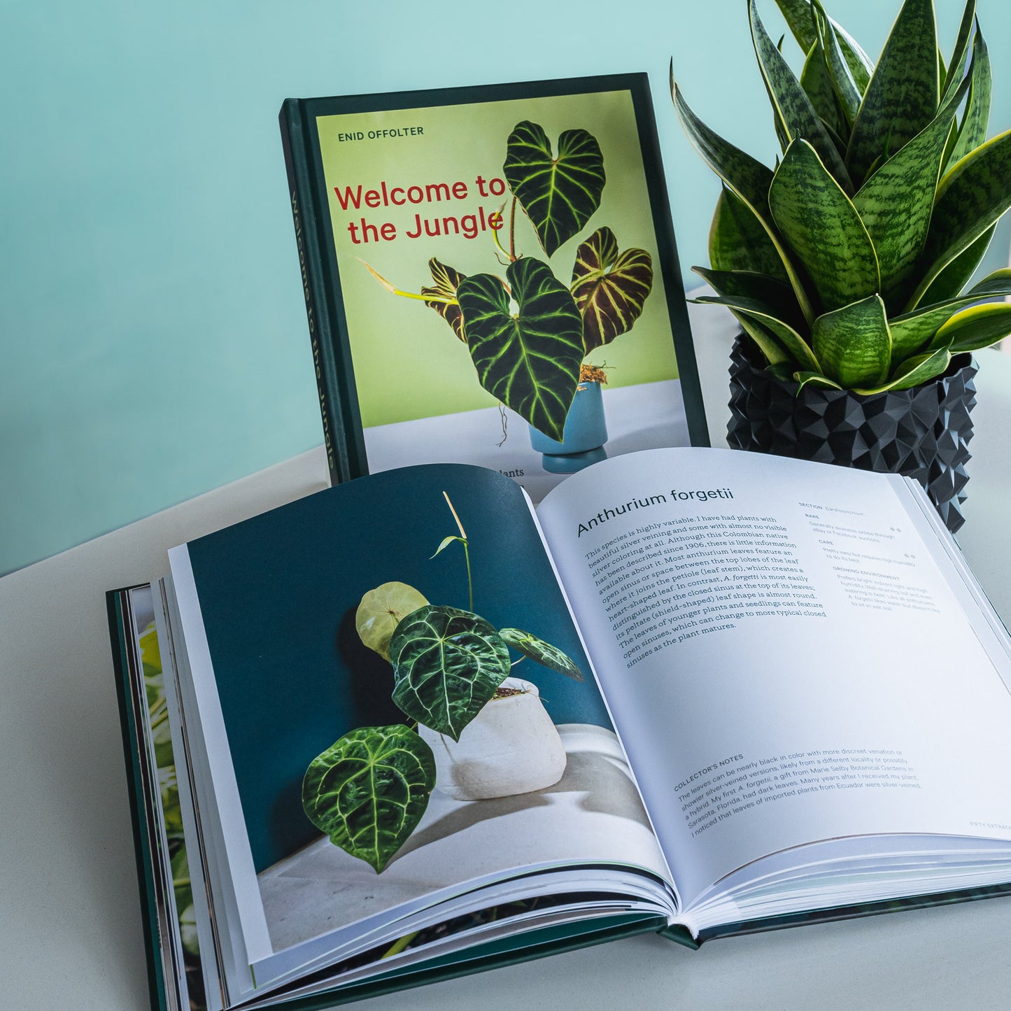 Welcome to the Jungle | The Plant Boys