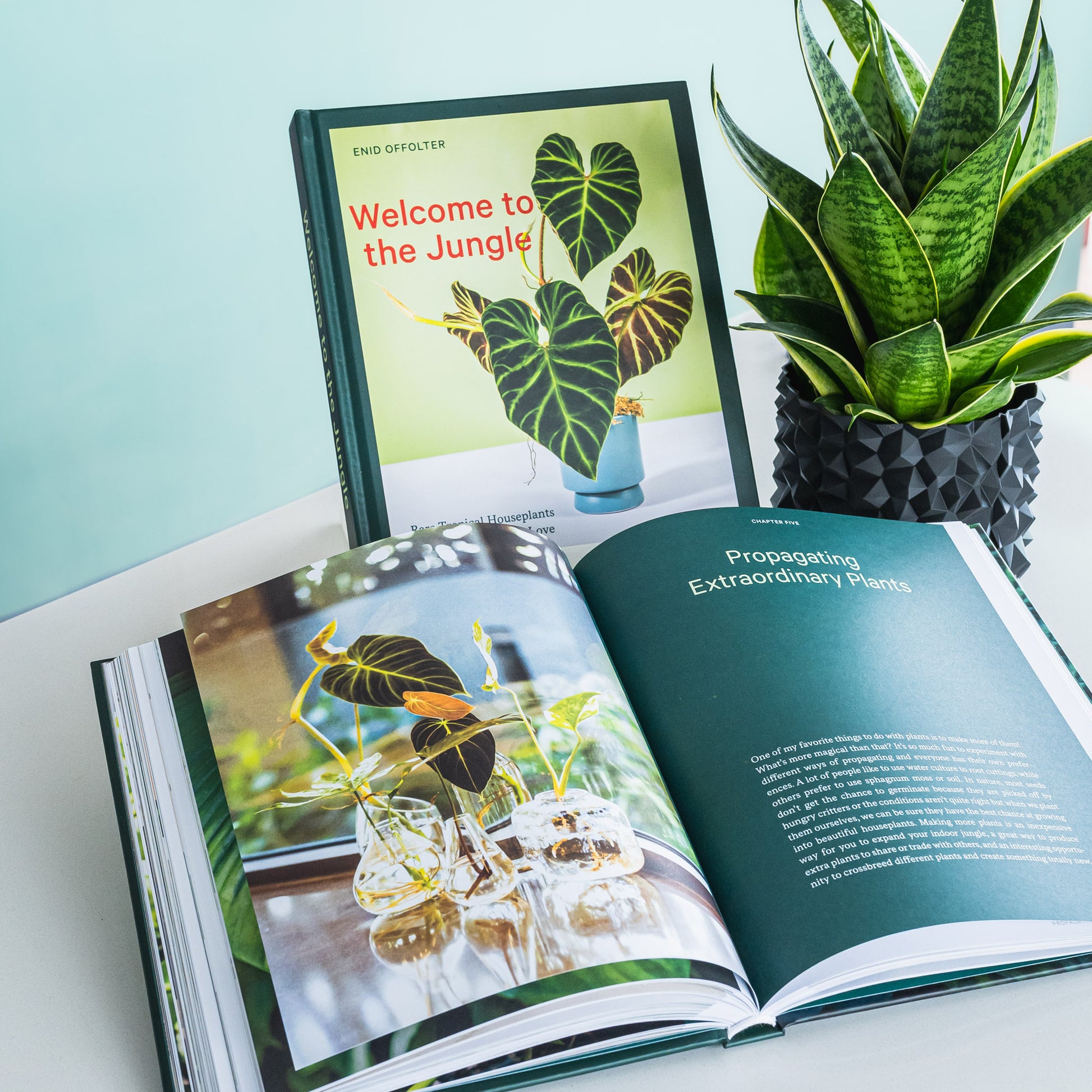 Welcome to the Jungle | The Plant Boys