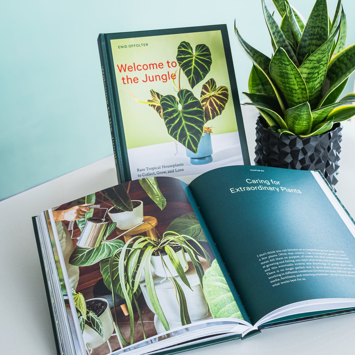 Welcome to the Jungle | The Plant Boys