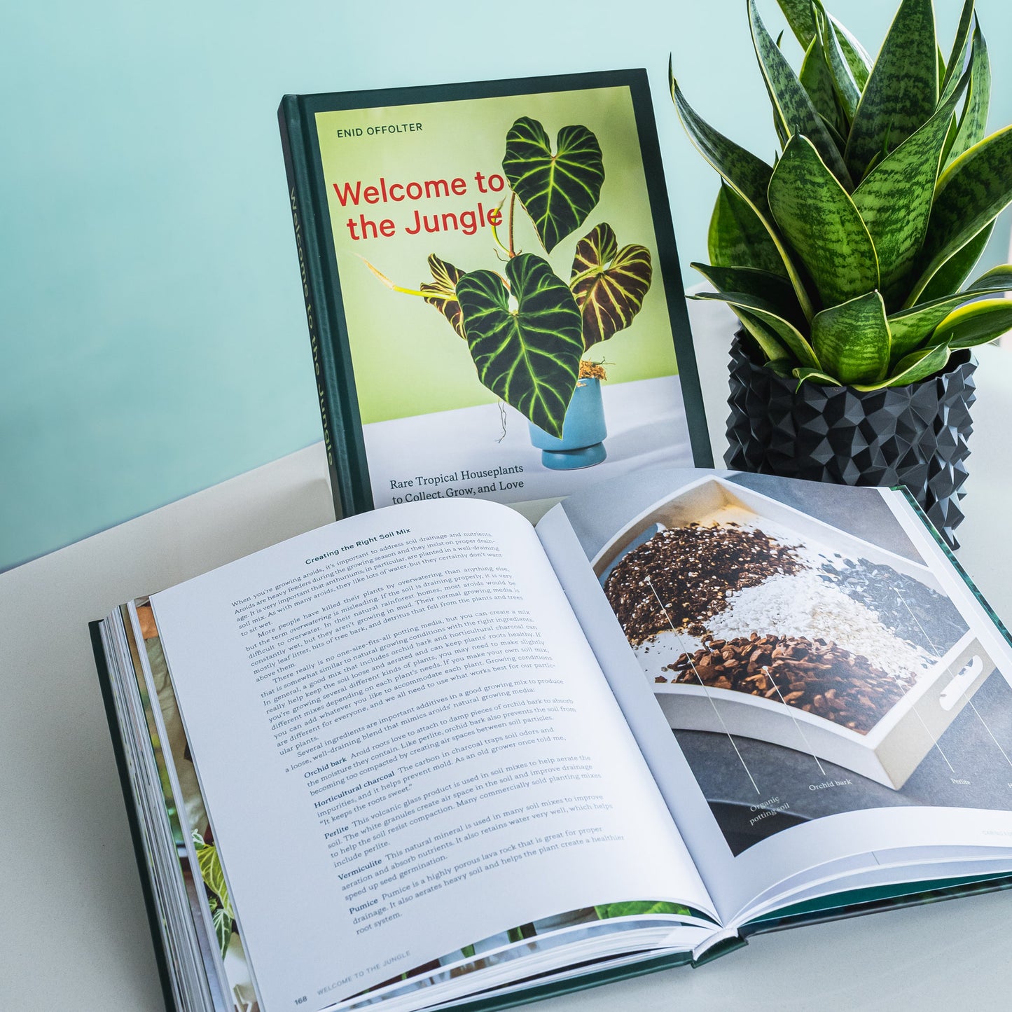 Welcome to the Jungle | The Plant Boys