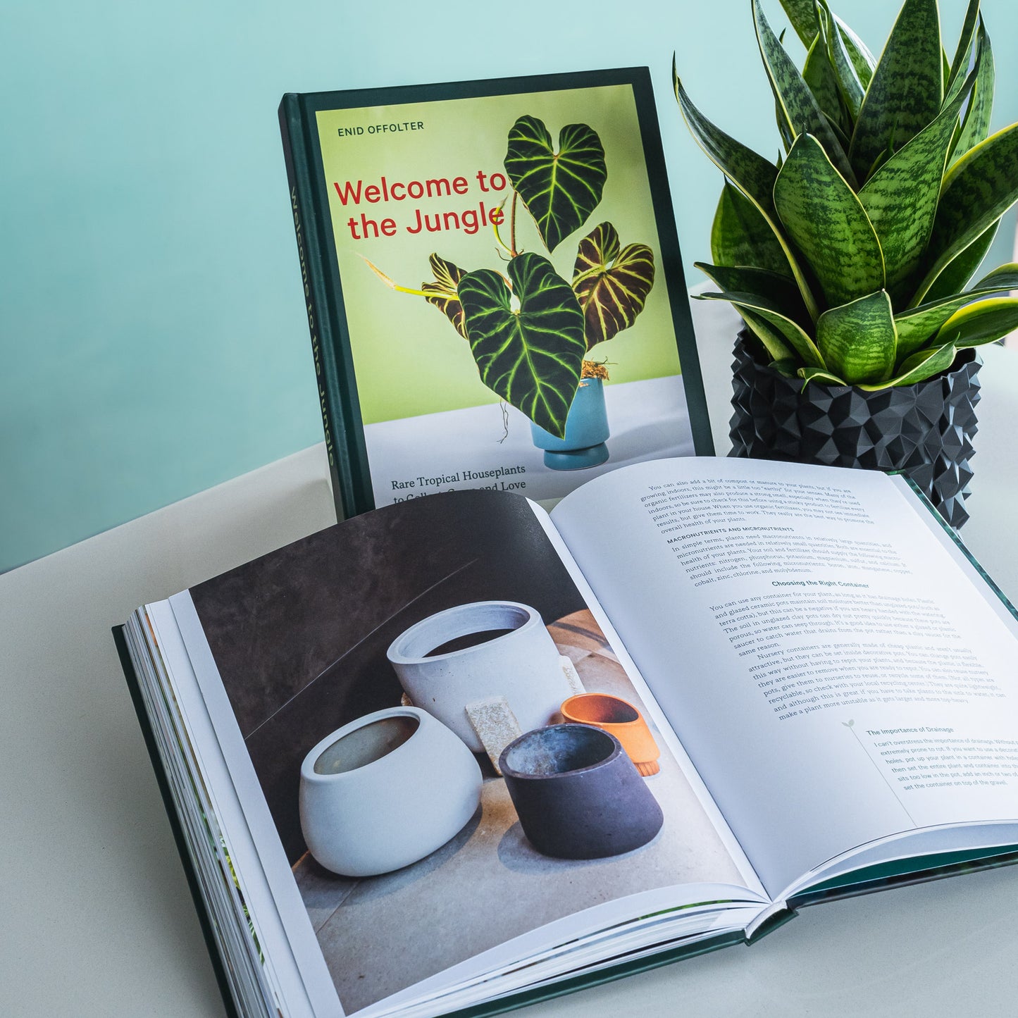 Welcome to the Jungle | The Plant Boys