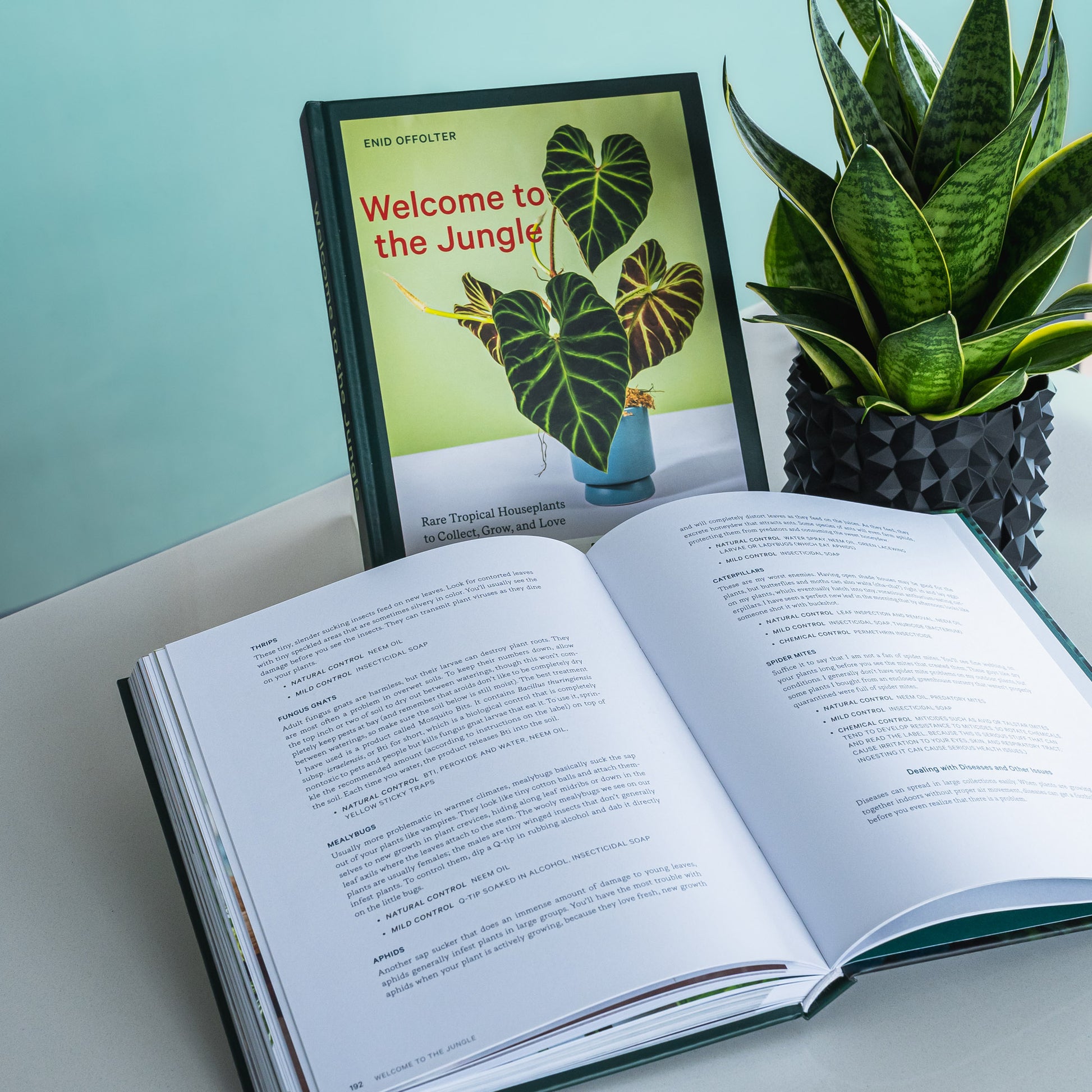 Welcome to the Jungle | The Plant Boys