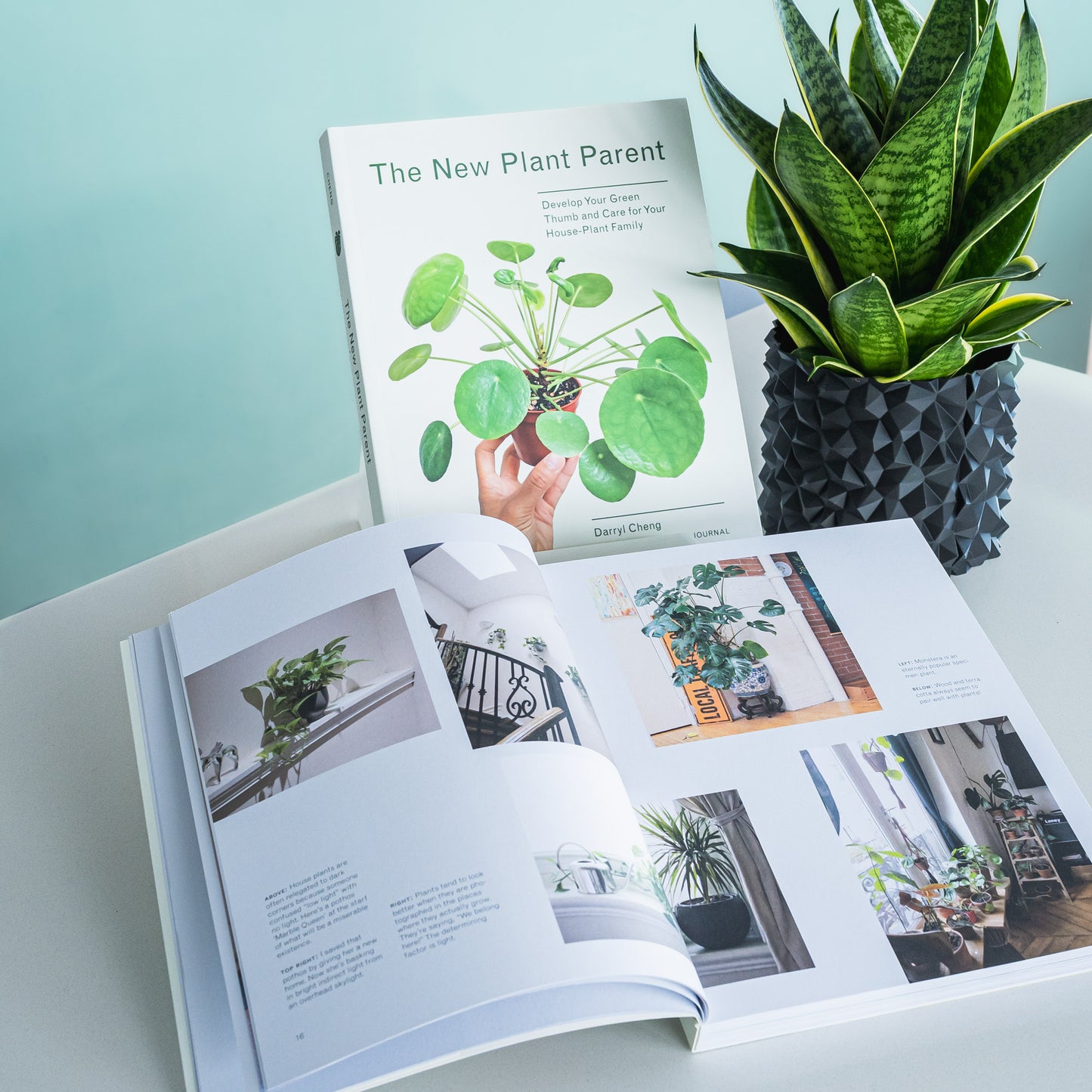 The New Plant Parent | The Plant Boys