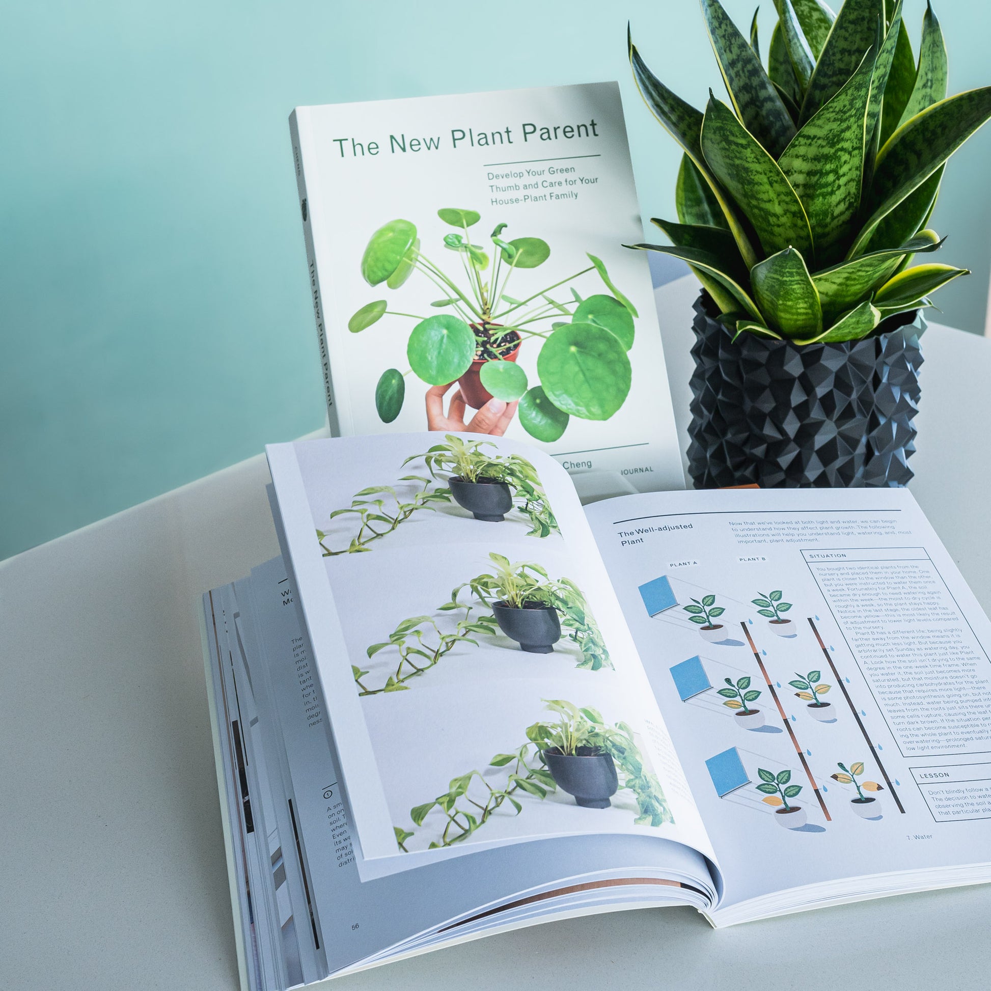 The New Plant Parent | The Plant Boys