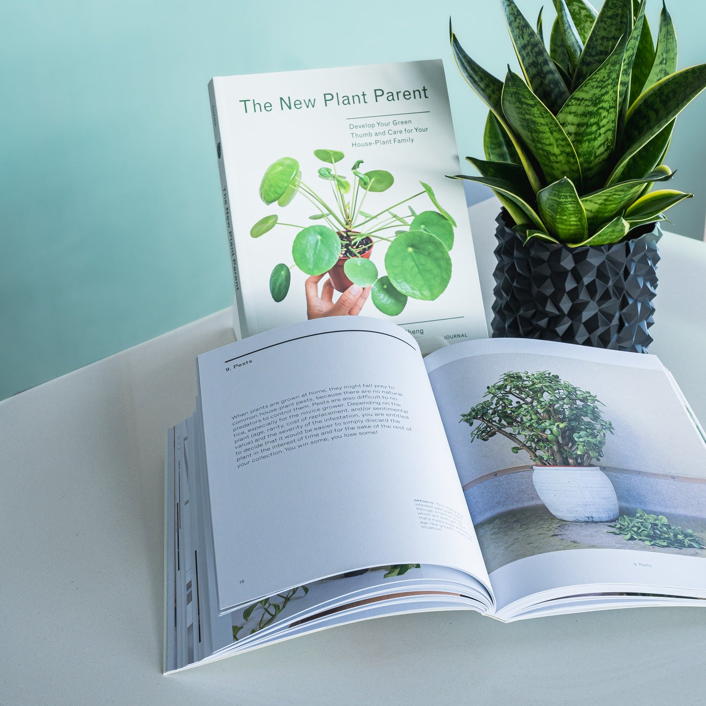 The New Plant Parent | The Plant Boys