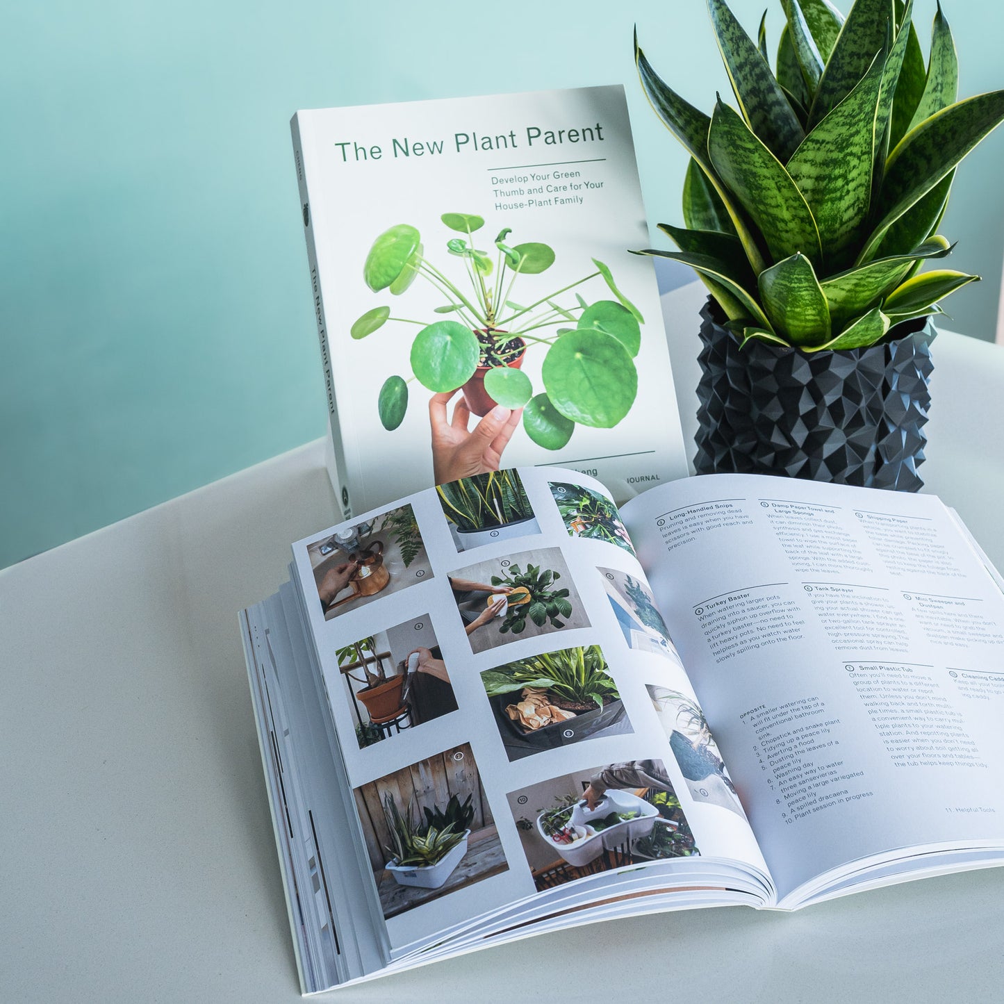 The New Plant Parent | The Plant Boys