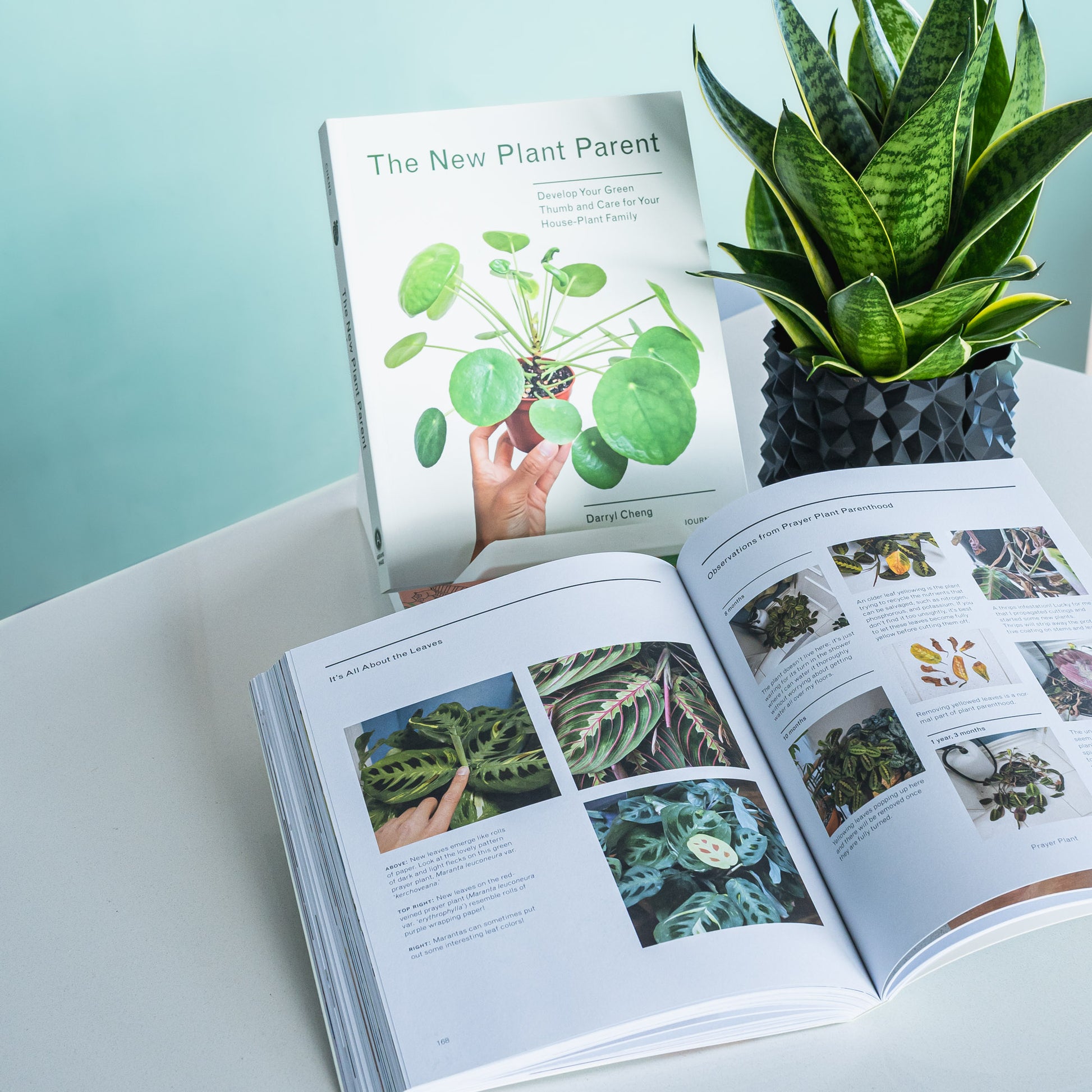 The New Plant Parent | The Plant Boys