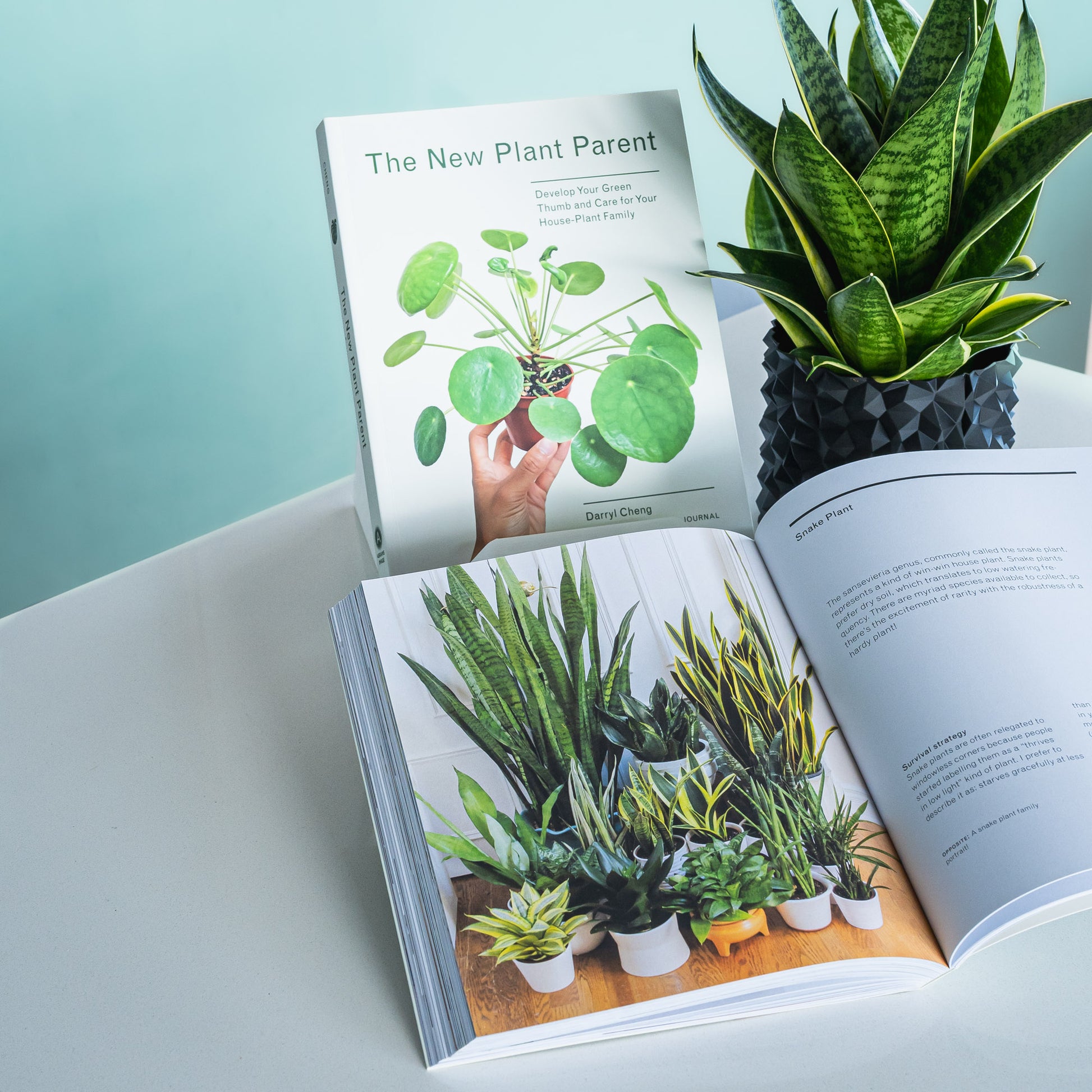 The New Plant Parent | The Plant Boys