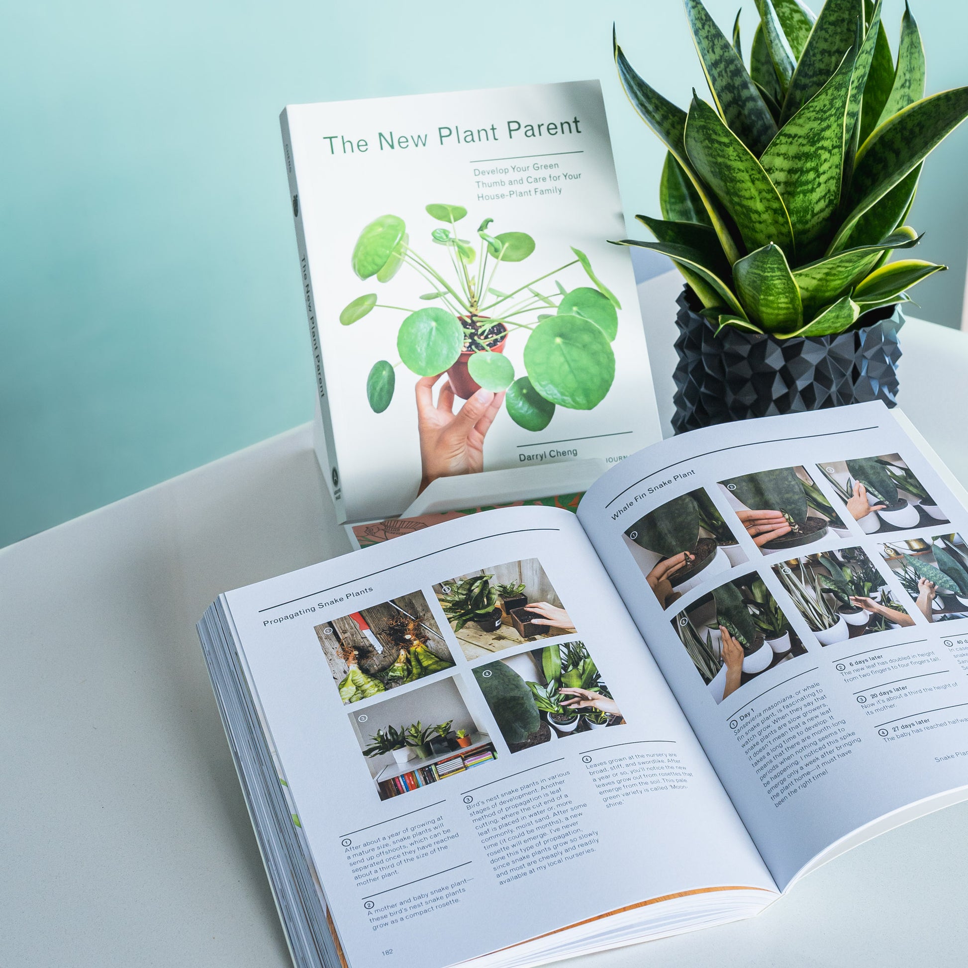 The New Plant Parent | The Plant Boys