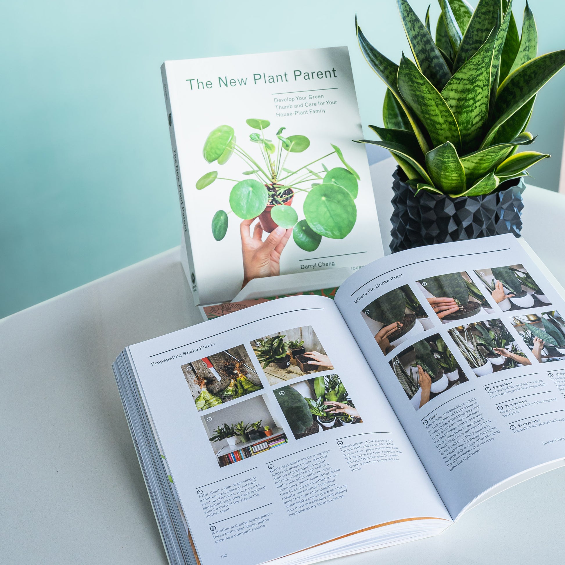 The New Plant Parent | The Plant Boys