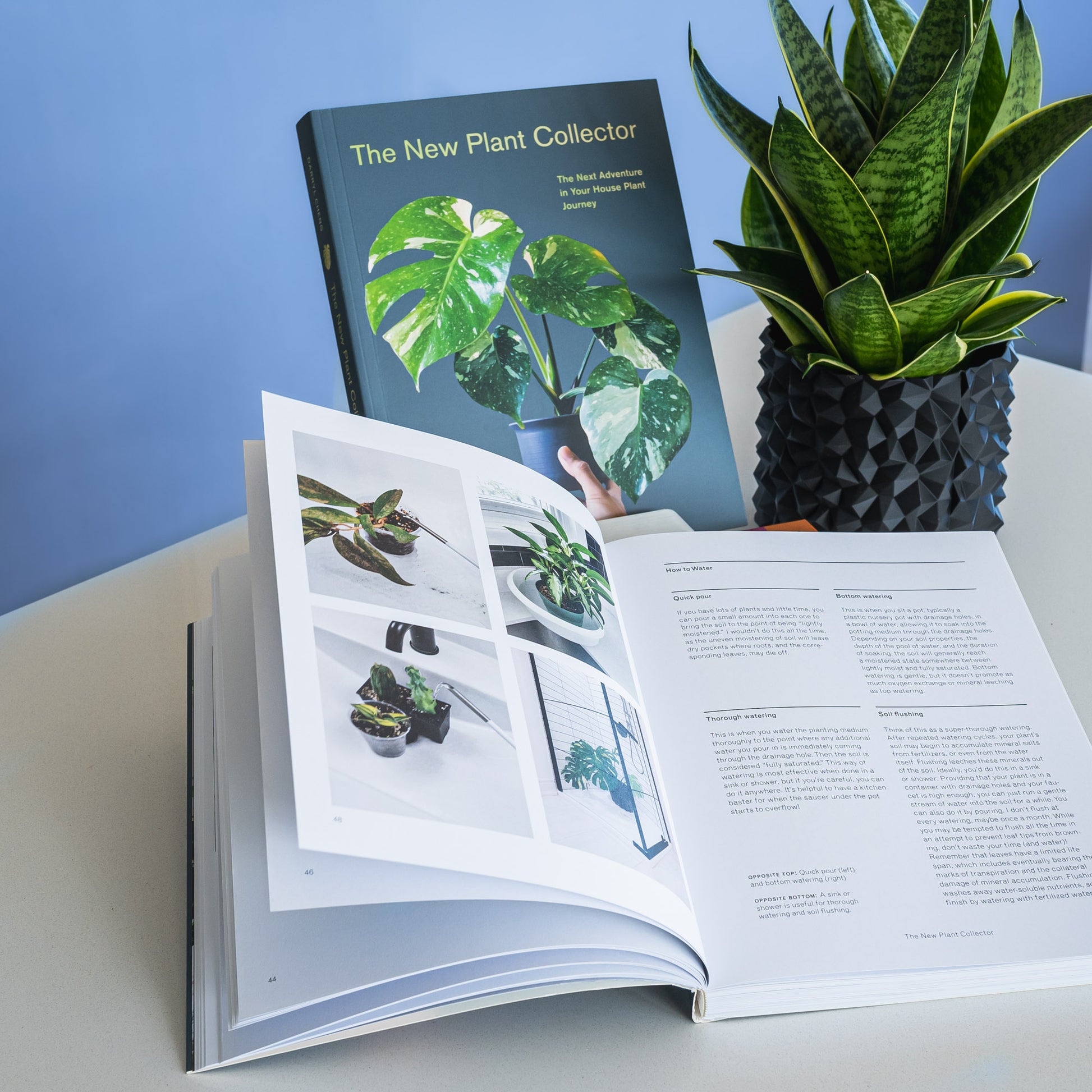 The New Plant Collector | The Plant Boys