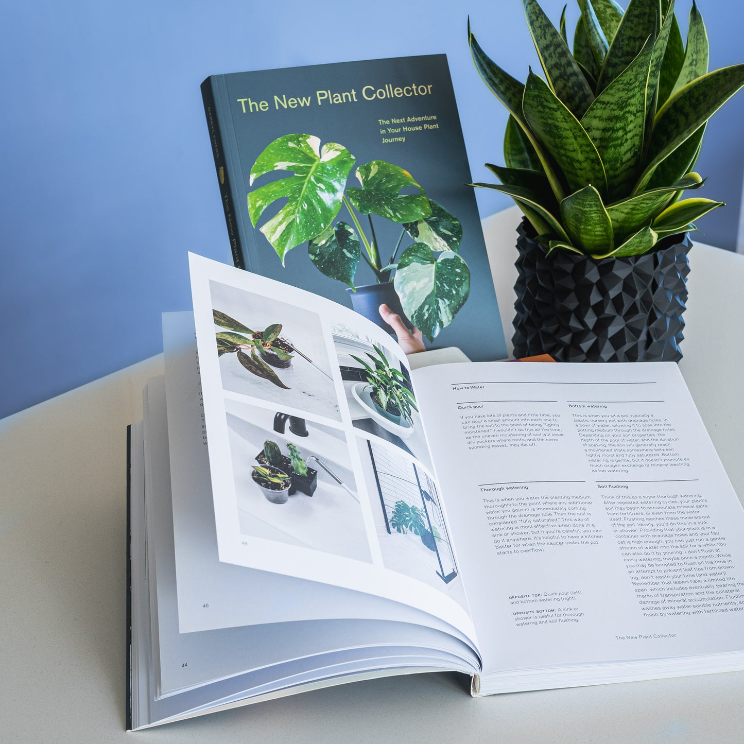 The New Plant Collector | The Plant Boys