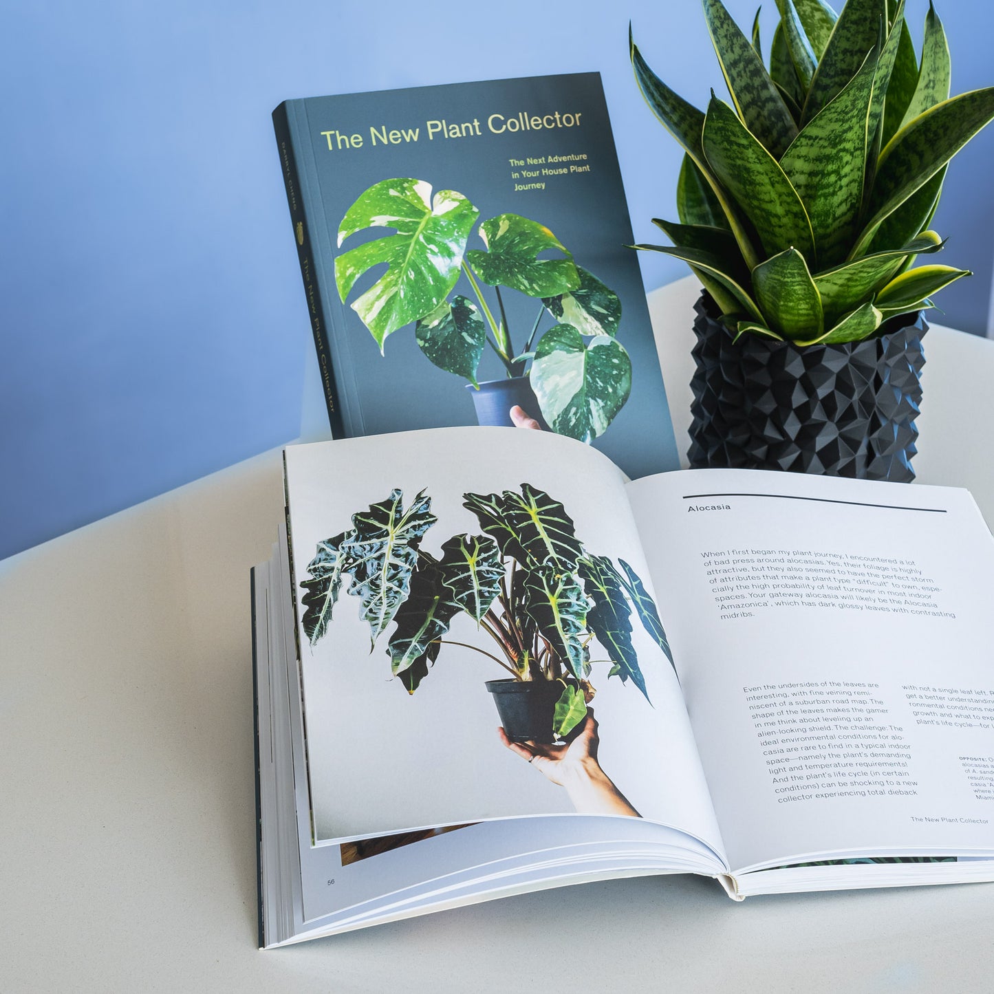 The New Plant Collector | The Plant Boys