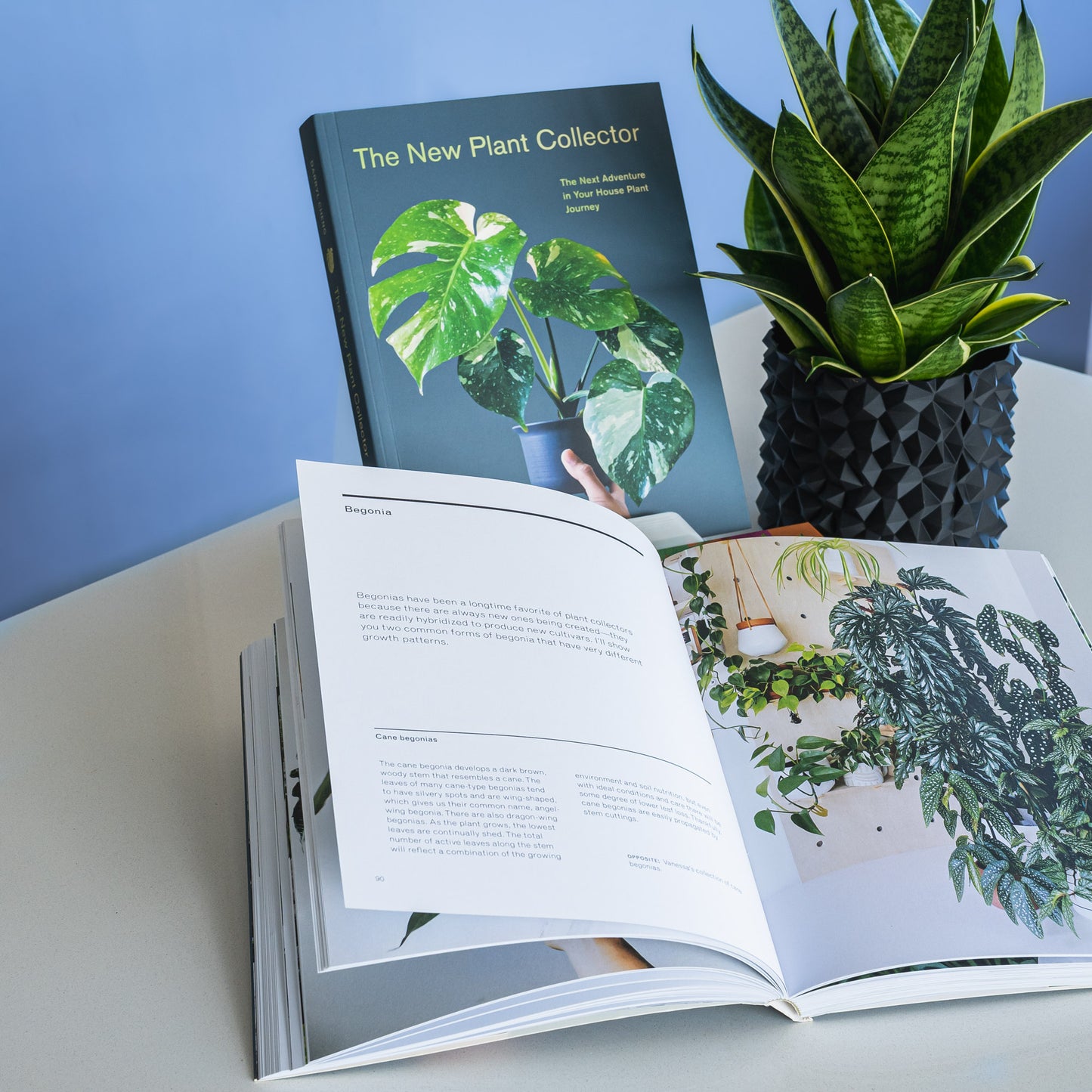 The New Plant Collector | The Plant Boys