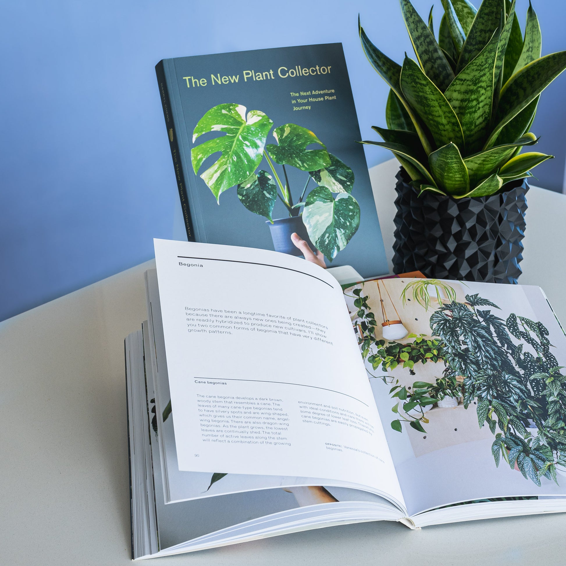 The New Plant Collector | The Plant Boys