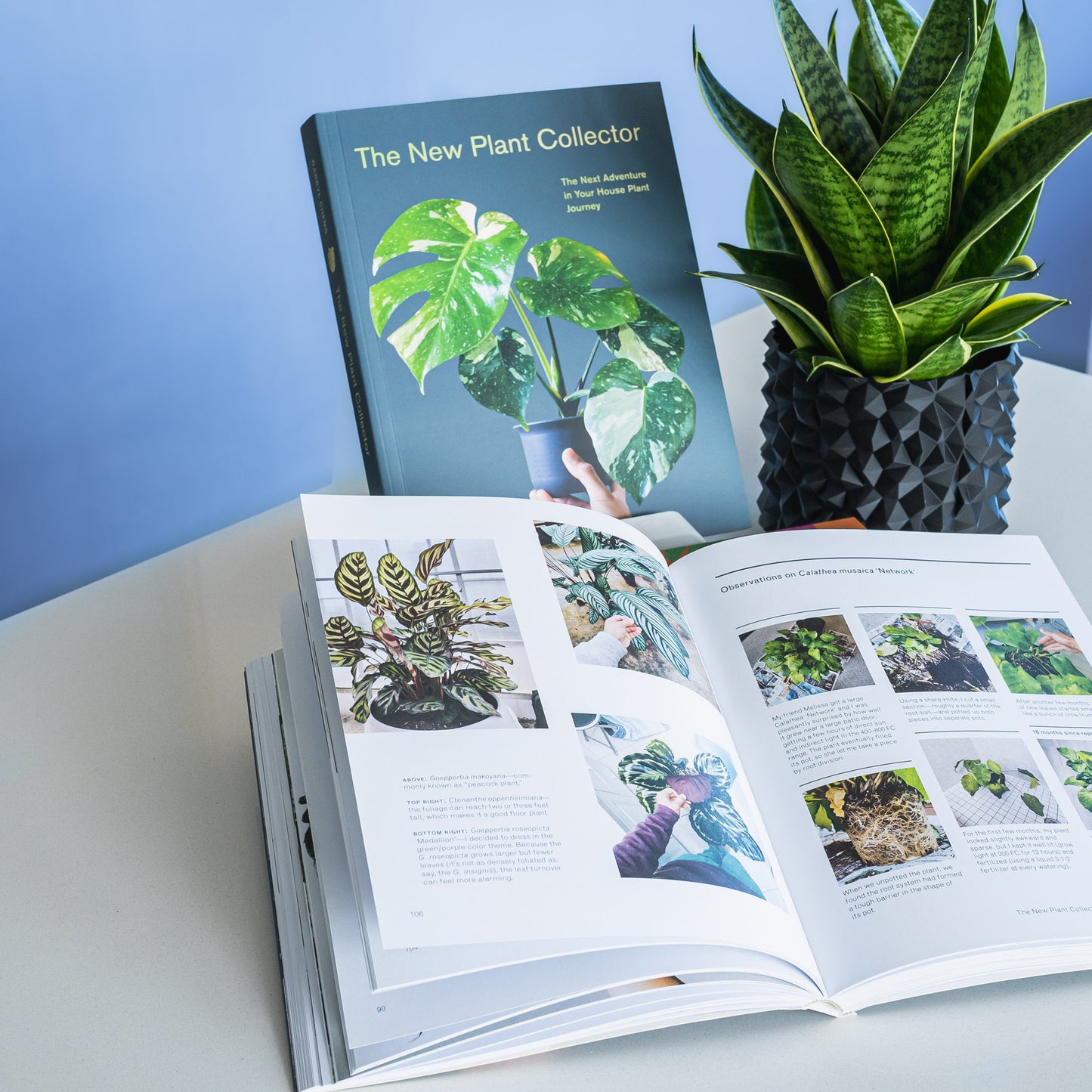 The New Plant Collector | The Plant Boys