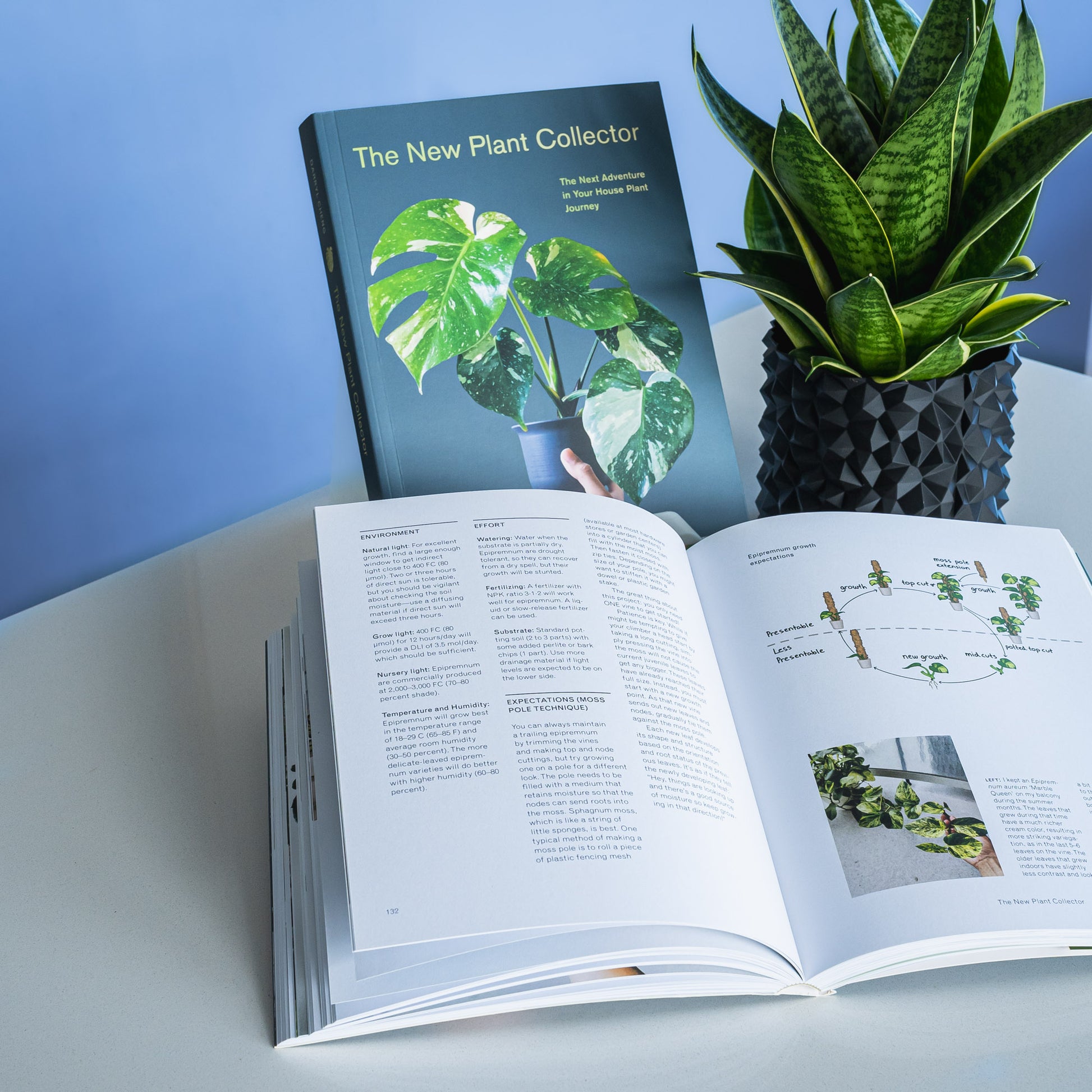 The New Plant Collector | The Plant Boys