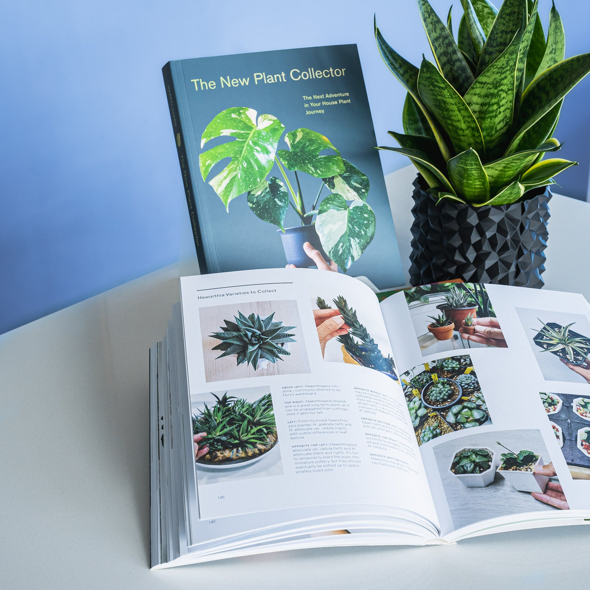 The New Plant Collector | The Plant Boys