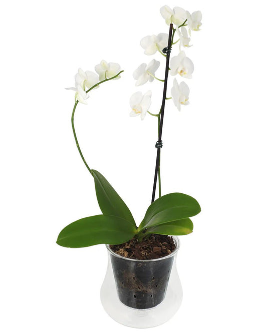 Extra-Large Glass Self-Watering Orchid Pot | The Plant Boys