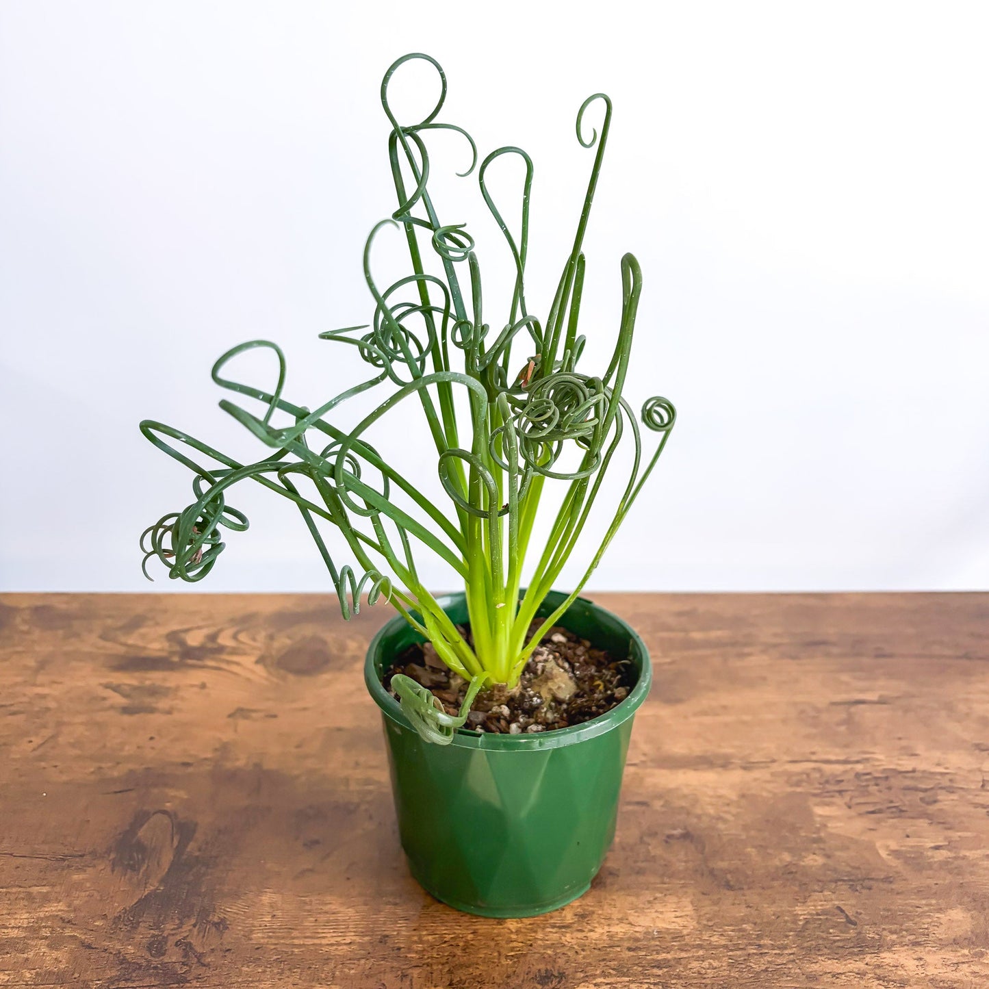 Albuca Frizzle Sizzle | The Plant Boys