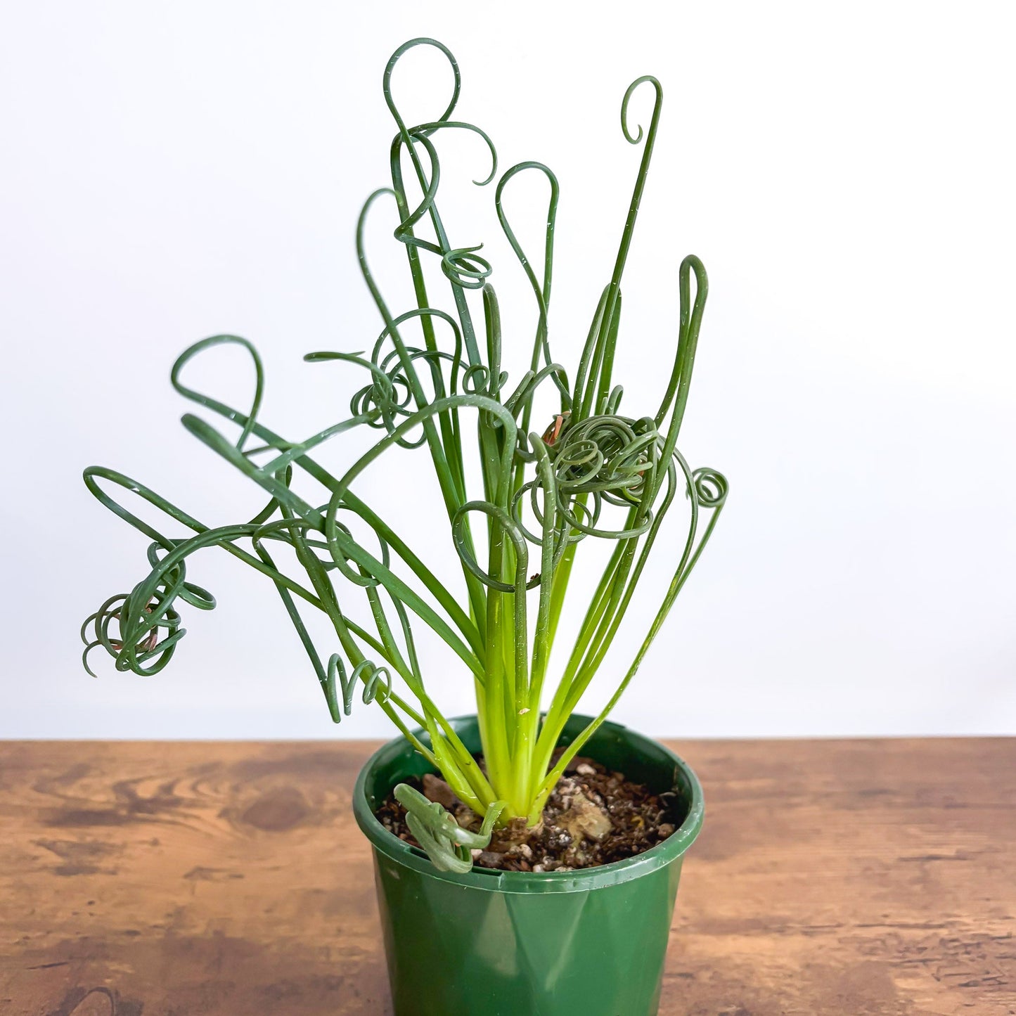 Albuca Frizzle Sizzle | The Plant Boys