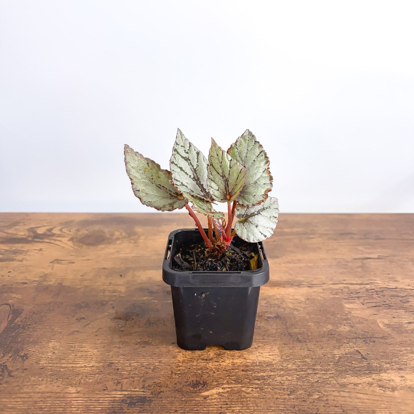 Begonia Mini Silver | The Plant Boys