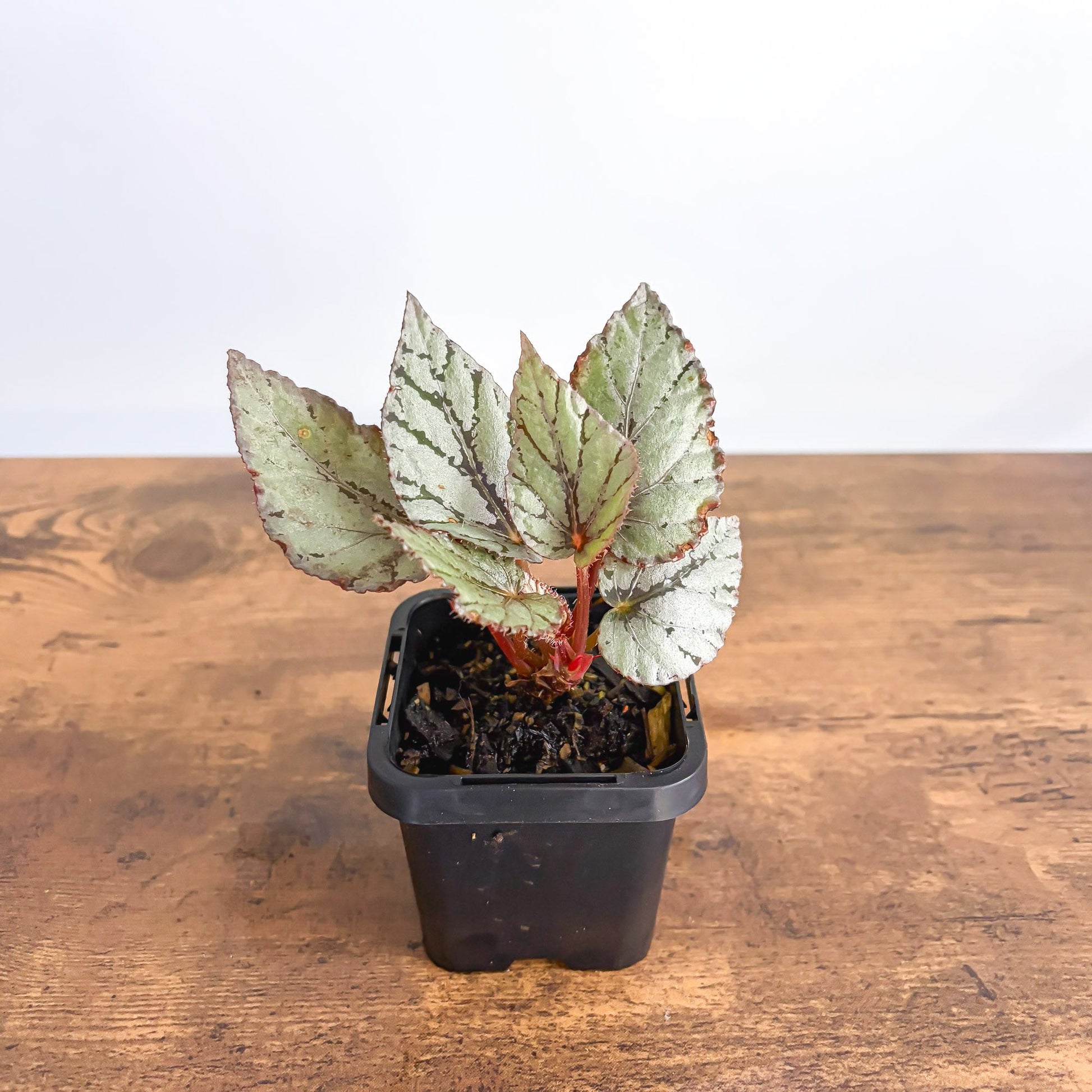 Begonia Mini Silver | The Plant Boys