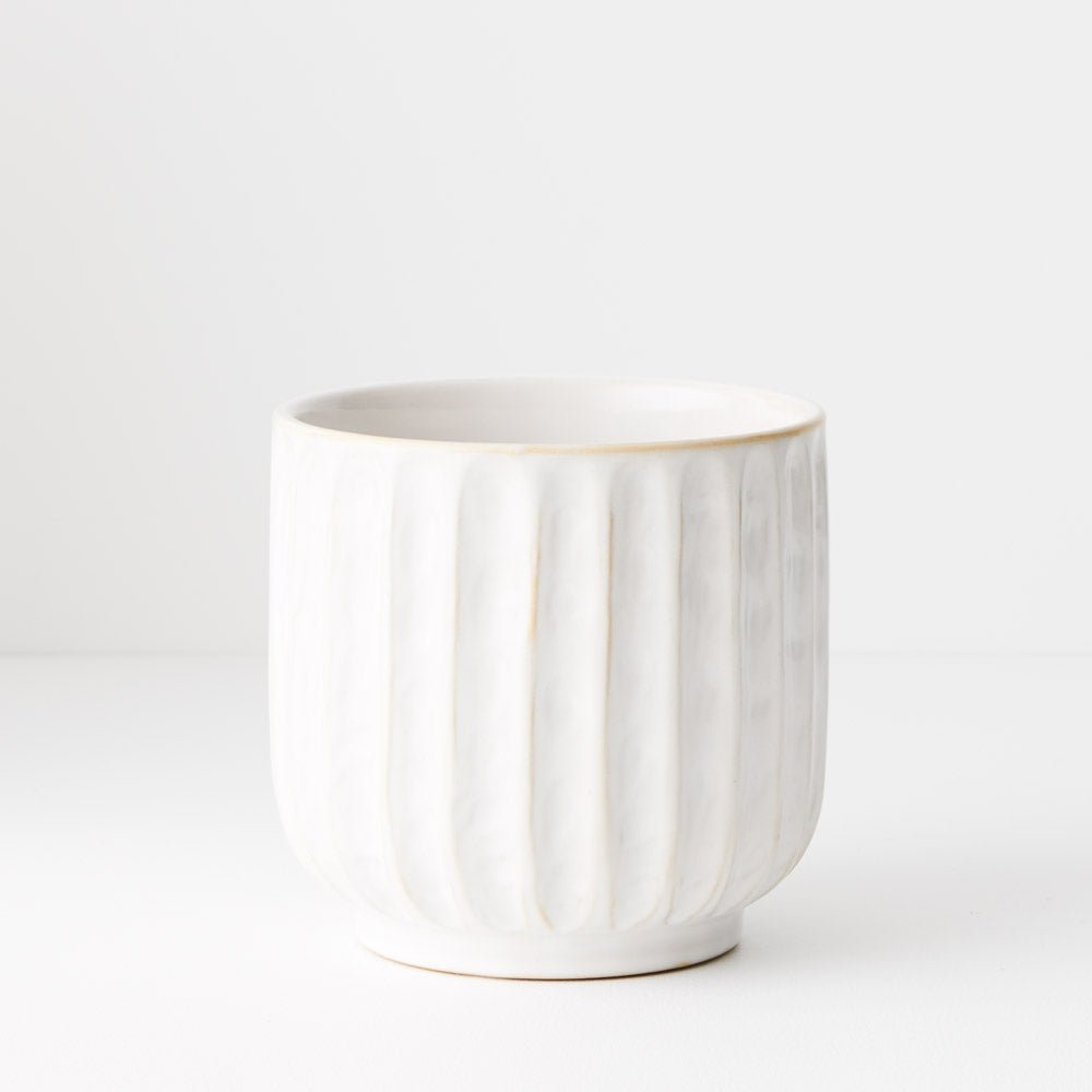 Clovelly Pot | The Plant Boys