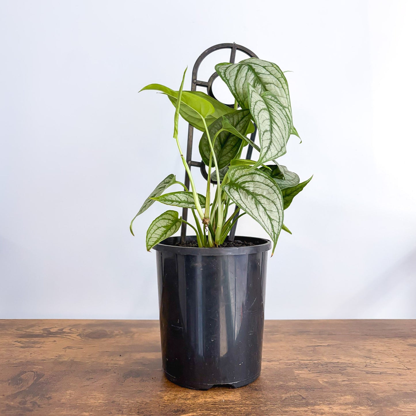 Monstera Siltepecana El Salvador | The Plant Boys