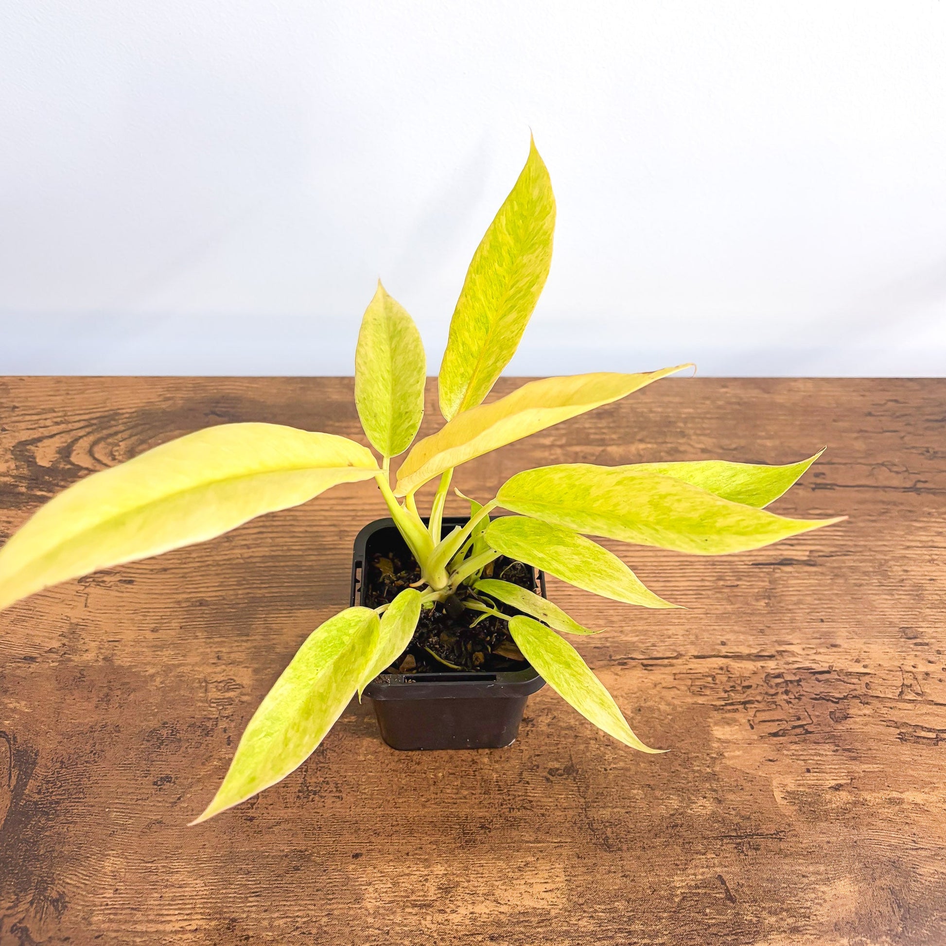Philodendron Lemon Twist 66mm