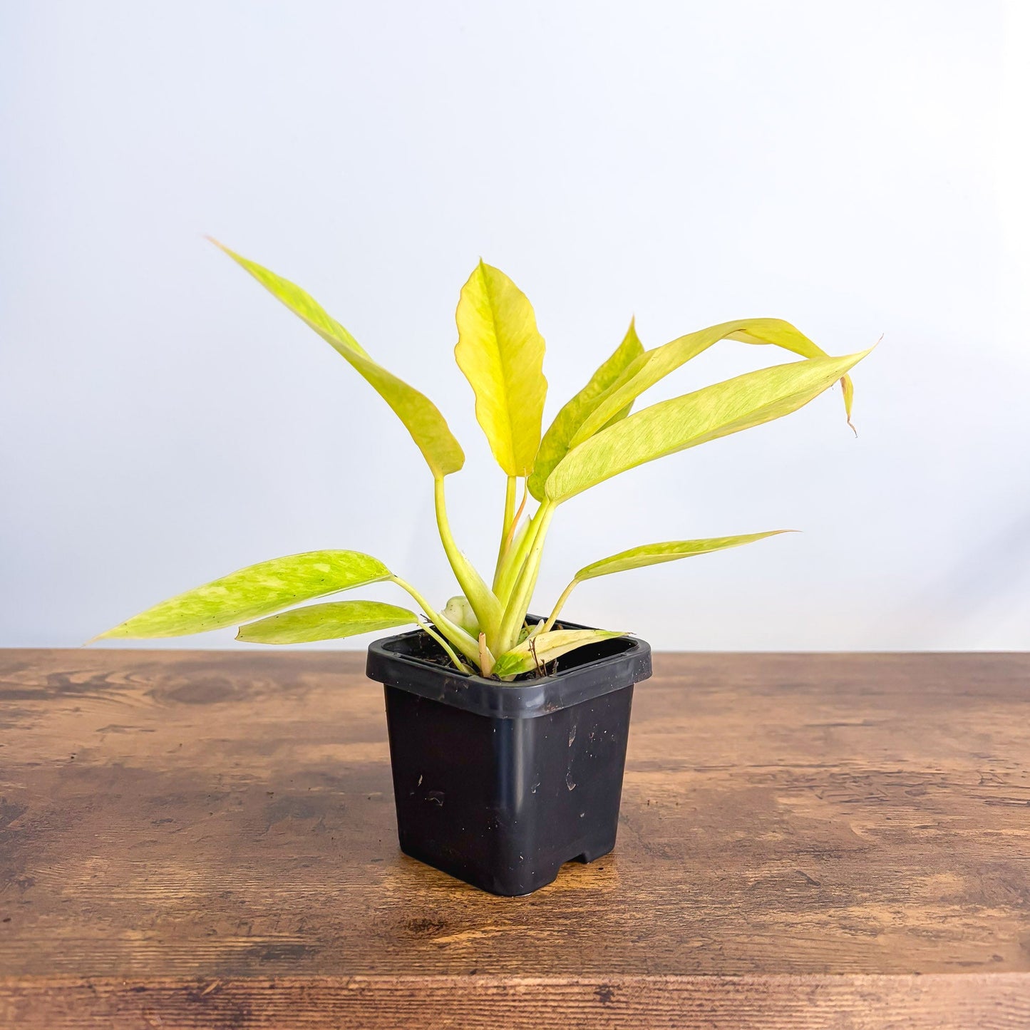 Philodendron Lemon Twist 66mm
