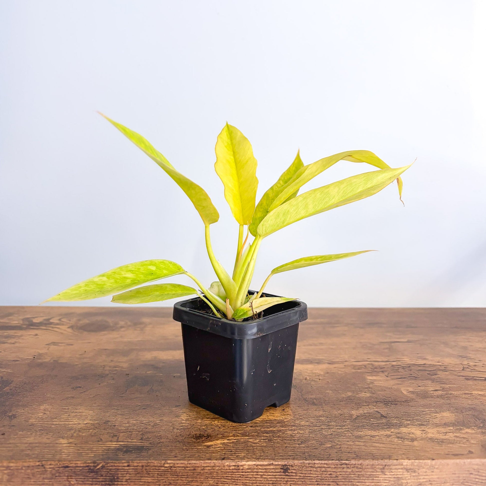 Philodendron Lemon Twist 66mm