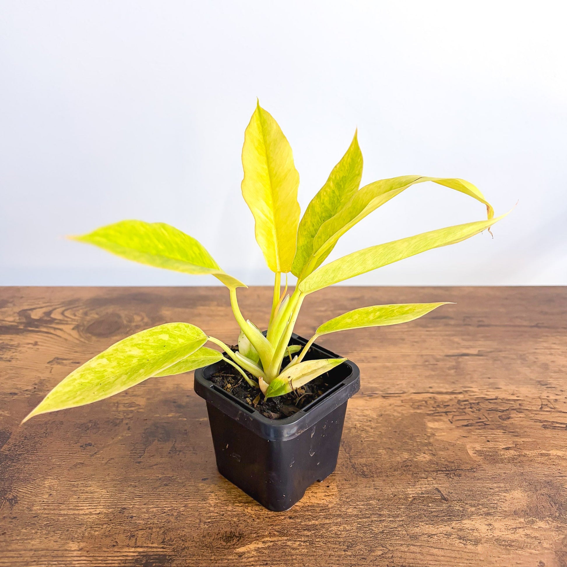 Philodendron Lemon Twist 66mm