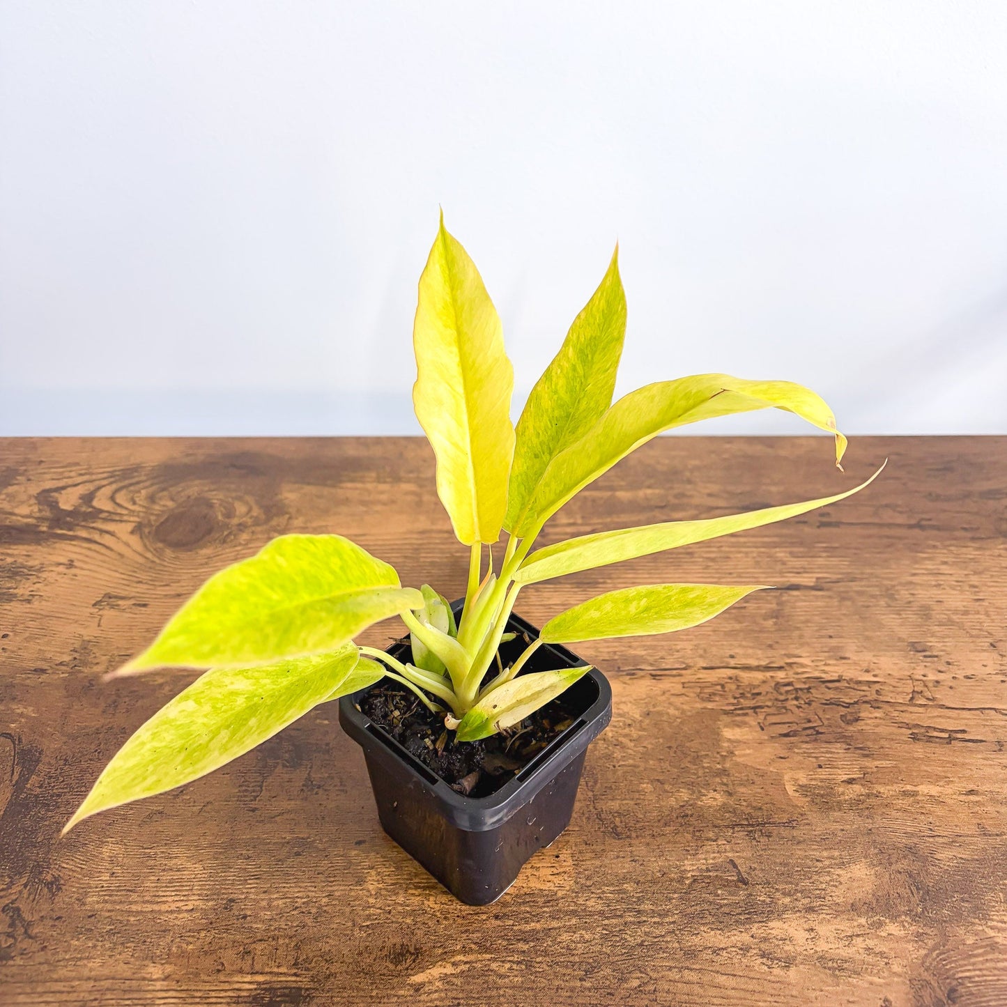 Philodendron Lemon Twist 66mm
