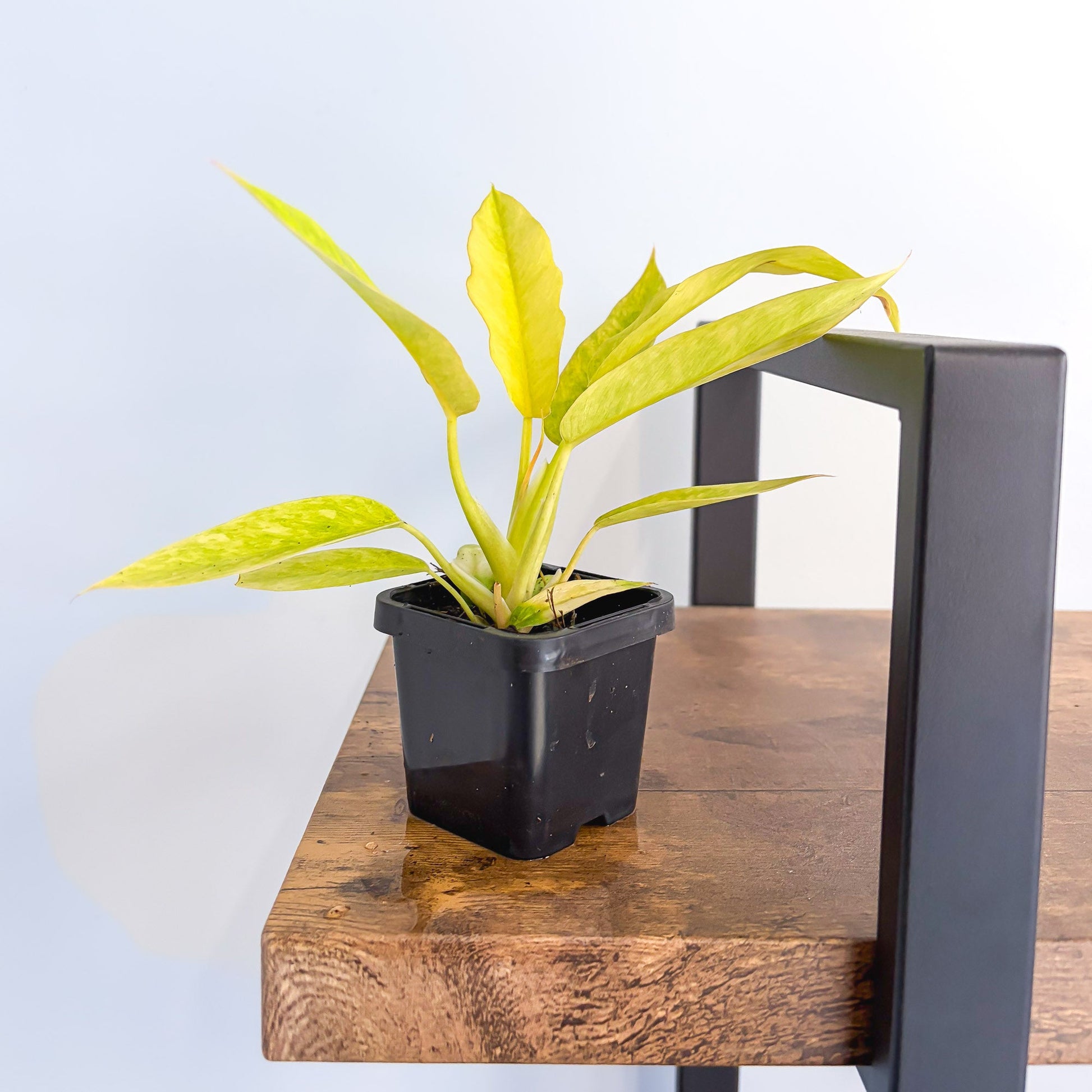 Philodendron Lemon Twist 66mm