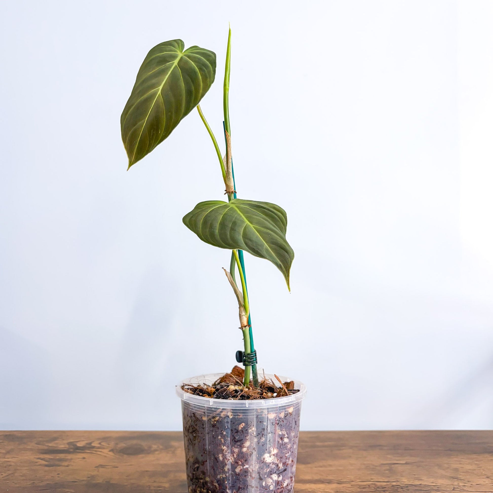 Philodendron Splendid 100mm | The Plant Boys