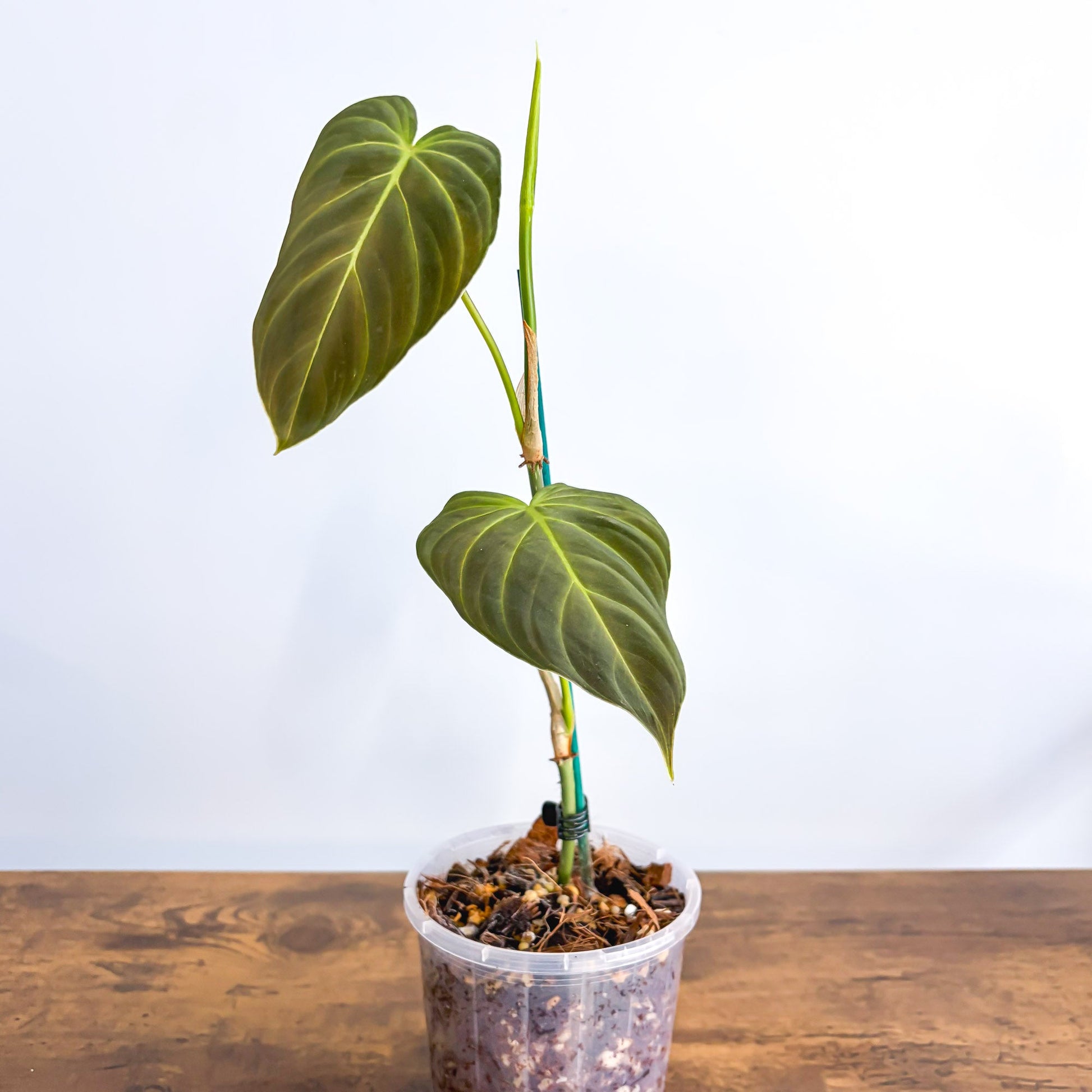 Philodendron Splendid 100mm | The Plant Boys