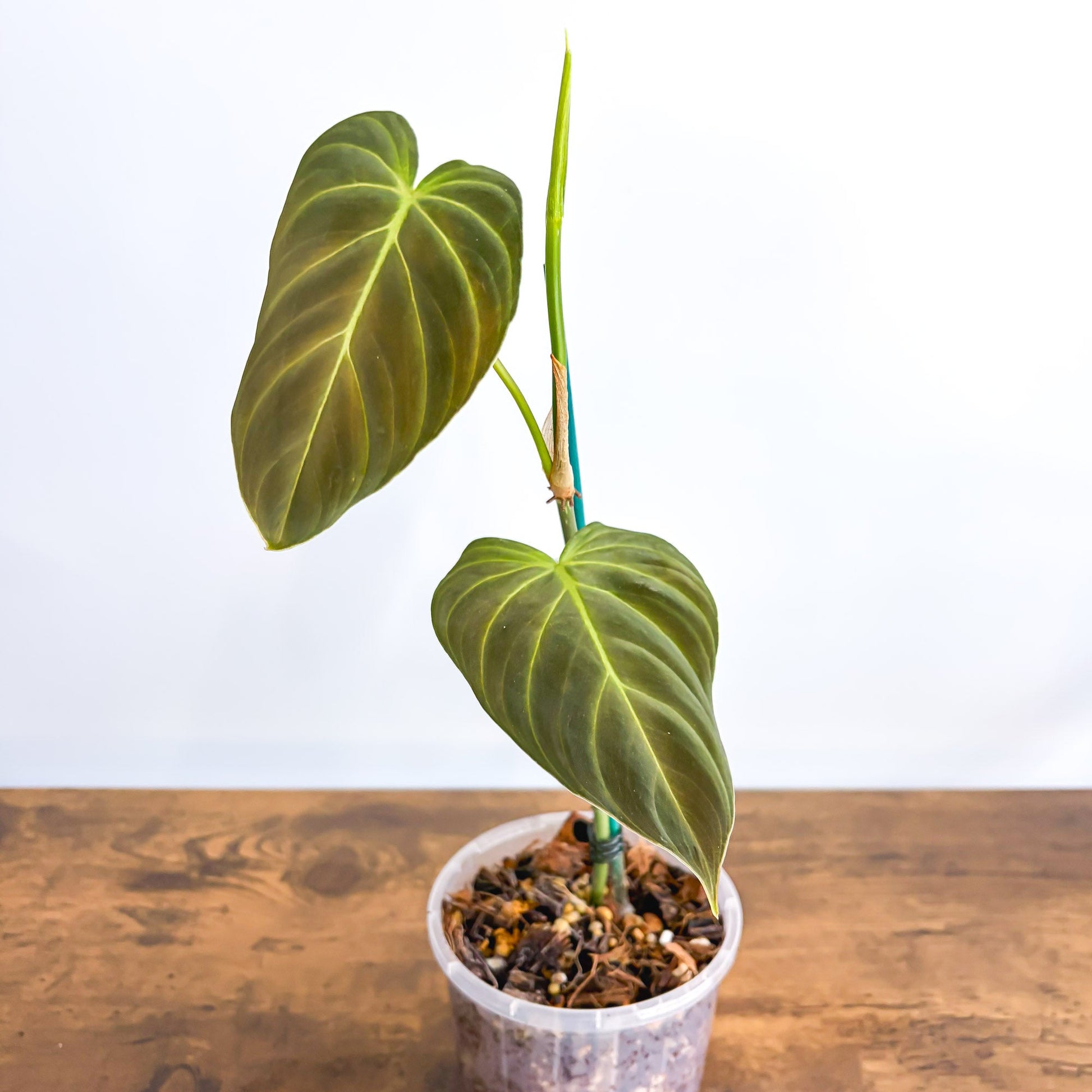 Philodendron Splendid 100mm | The Plant Boys