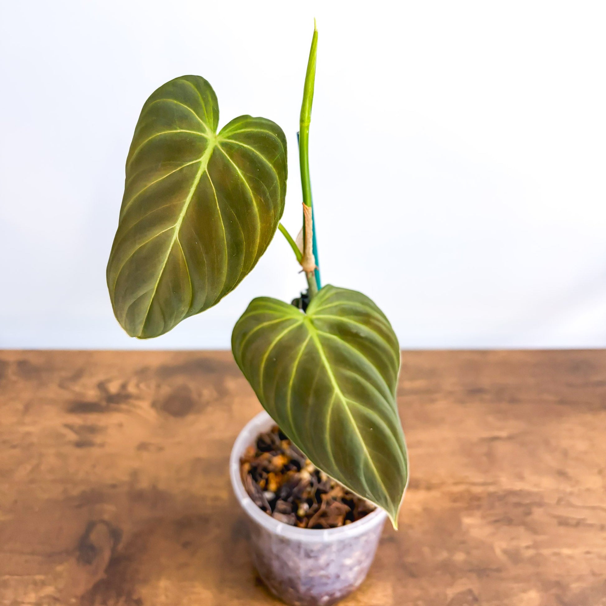 Philodendron Splendid 100mm | The Plant Boys