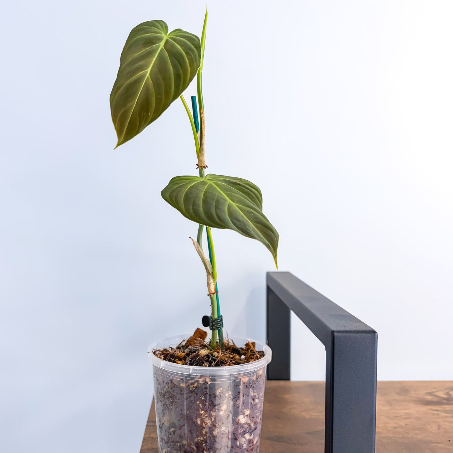 Philodendron Splendid 100mm | The Plant Boys