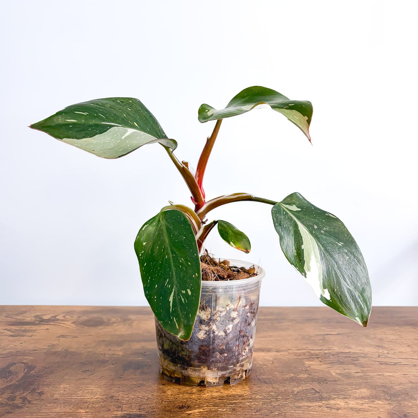 Philodendron White Knight 100mm Pot product photo 1