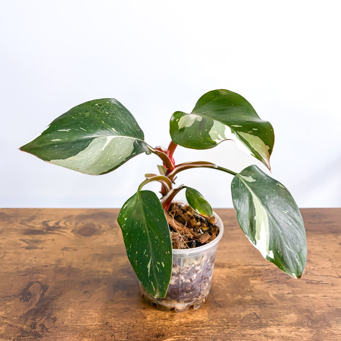 Philodendron White Knight 100mm Pot product photo 2