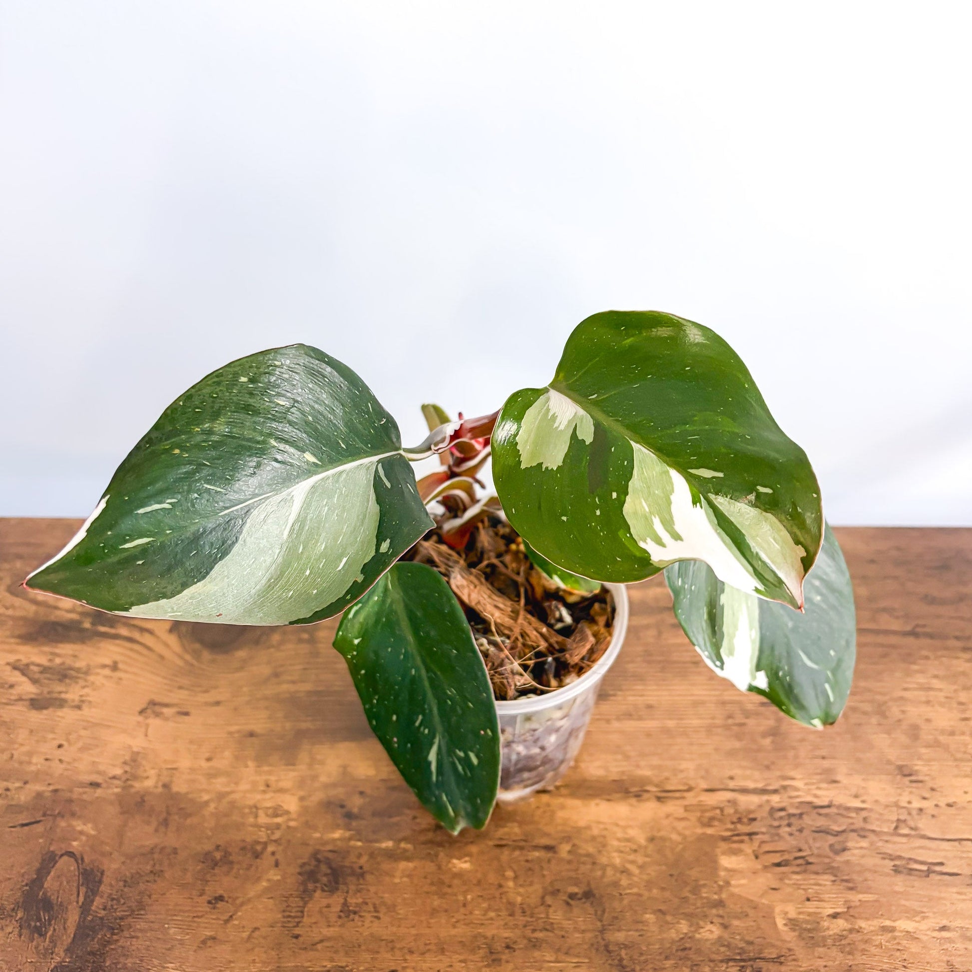 Philodendron White Knight 100mm Pot product photo 3