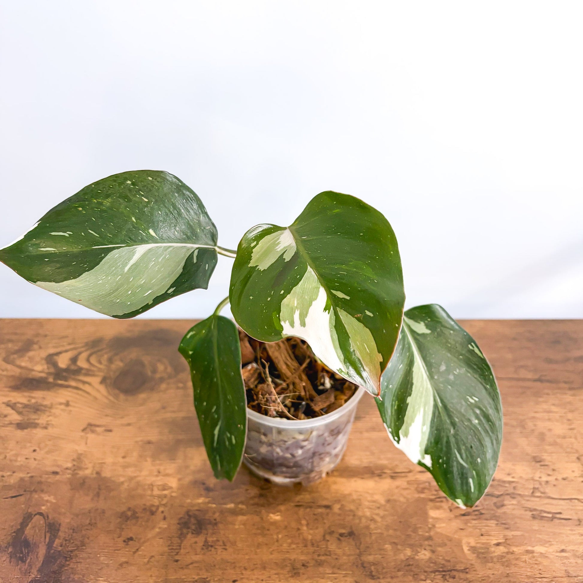 Philodendron White Knight 100mm Pot product photo 4