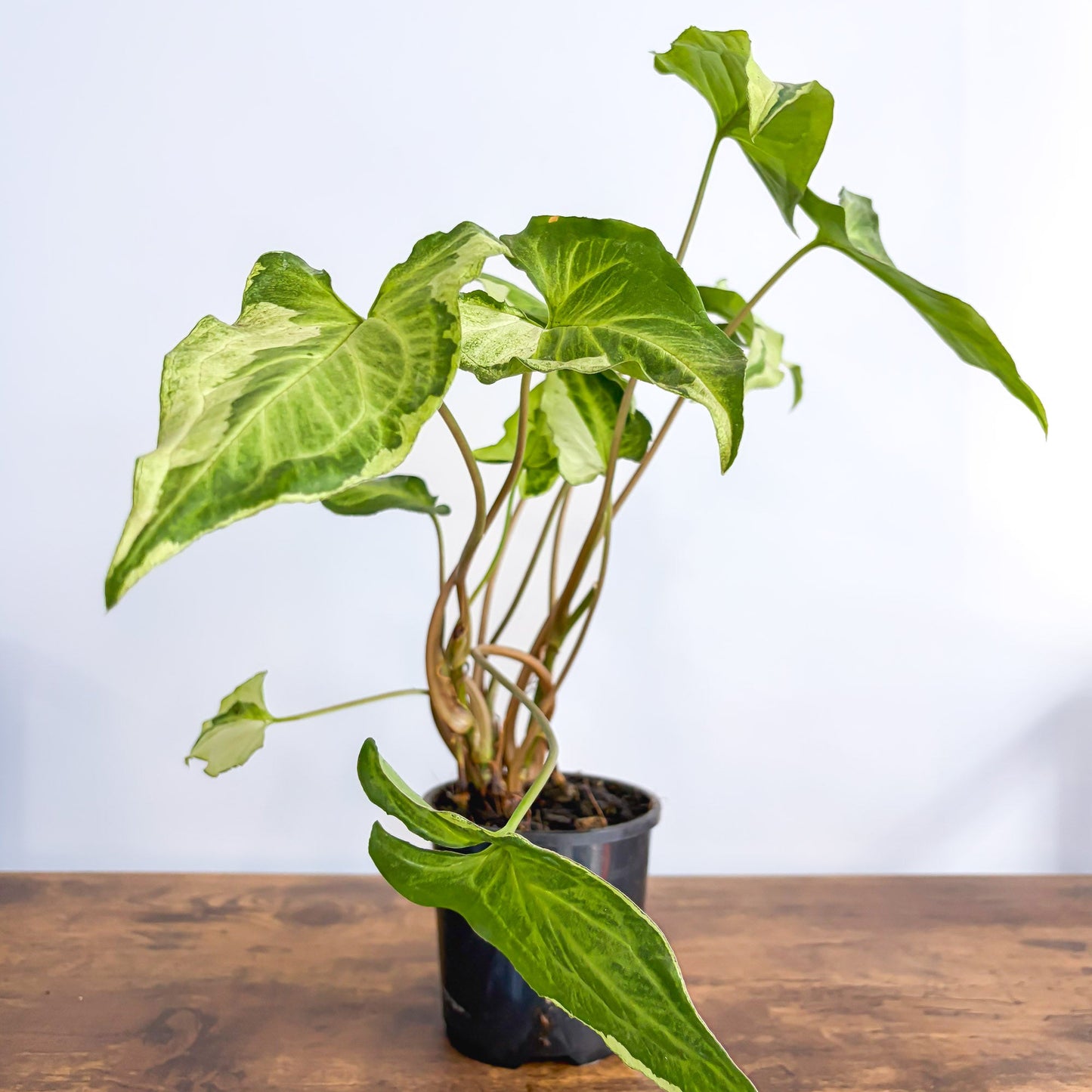 Syngonium Three Kings | The Plant Boys